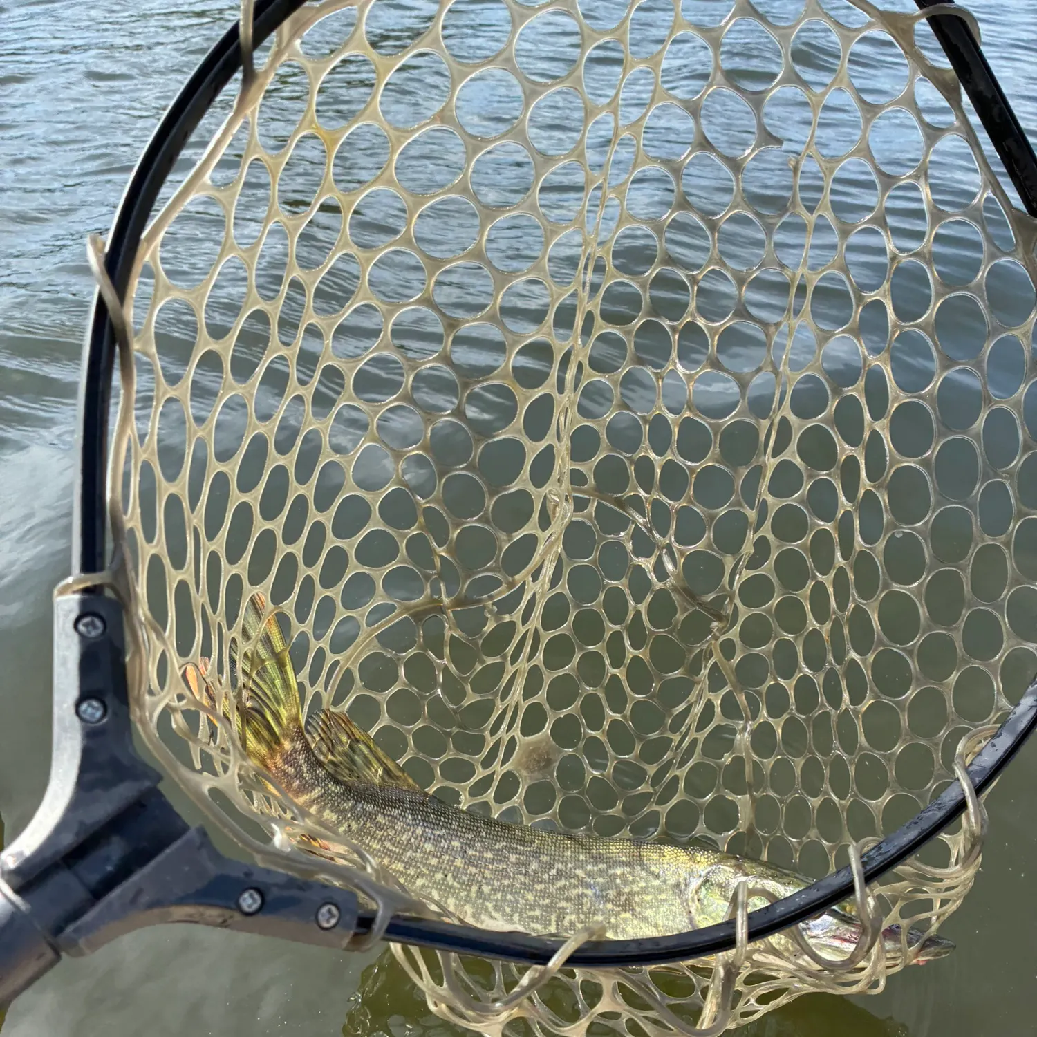 Northern pike caught on Fishbrain