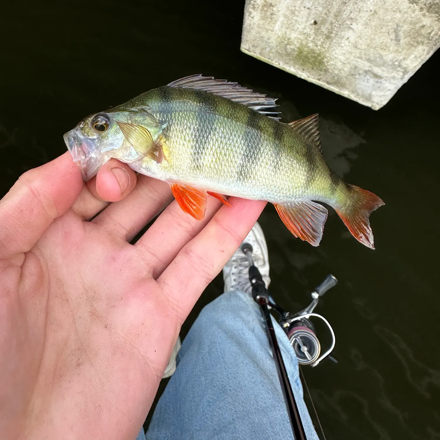 European perch caught on Fishbrain