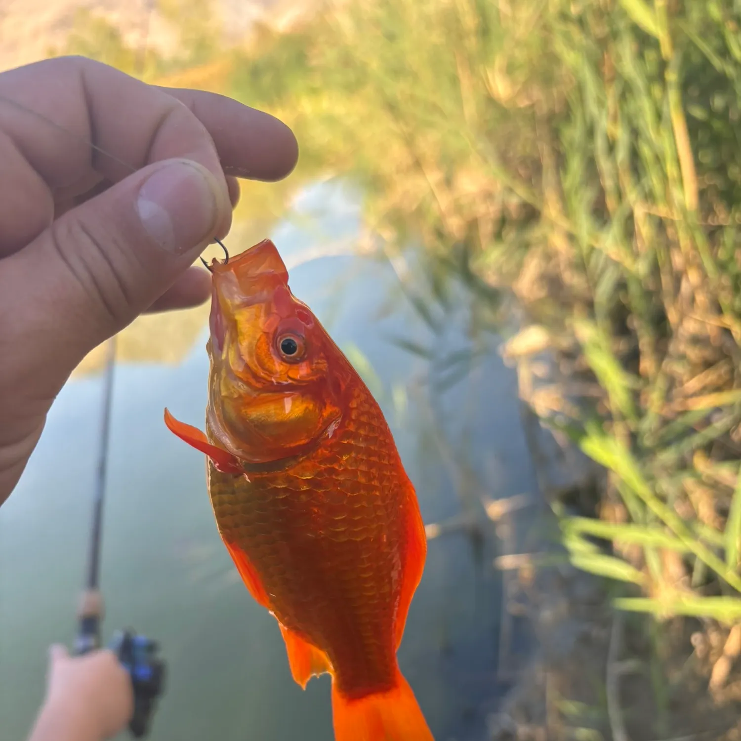 Goldfish caught on Fishbrain