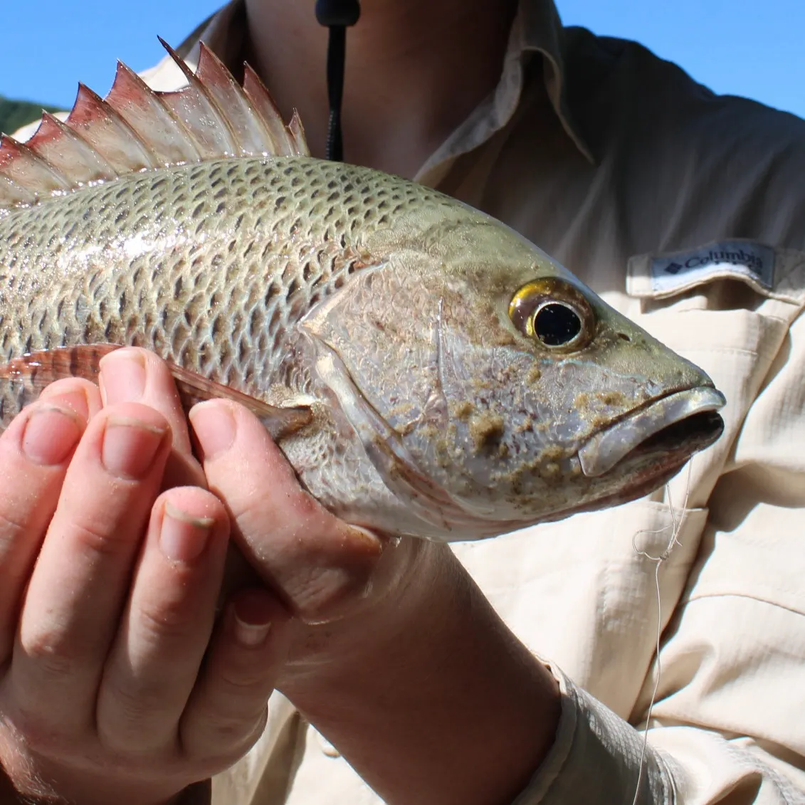 The most recent Mangrove red snapper catches on Fishbrain
