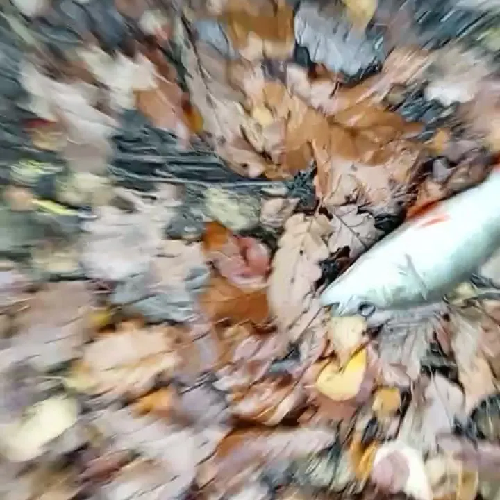 The most recent European perch catches on Fishbrain