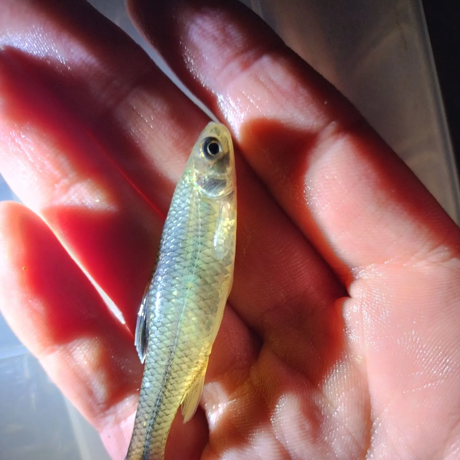 The most recent Sand shiner catches on Fishbrain