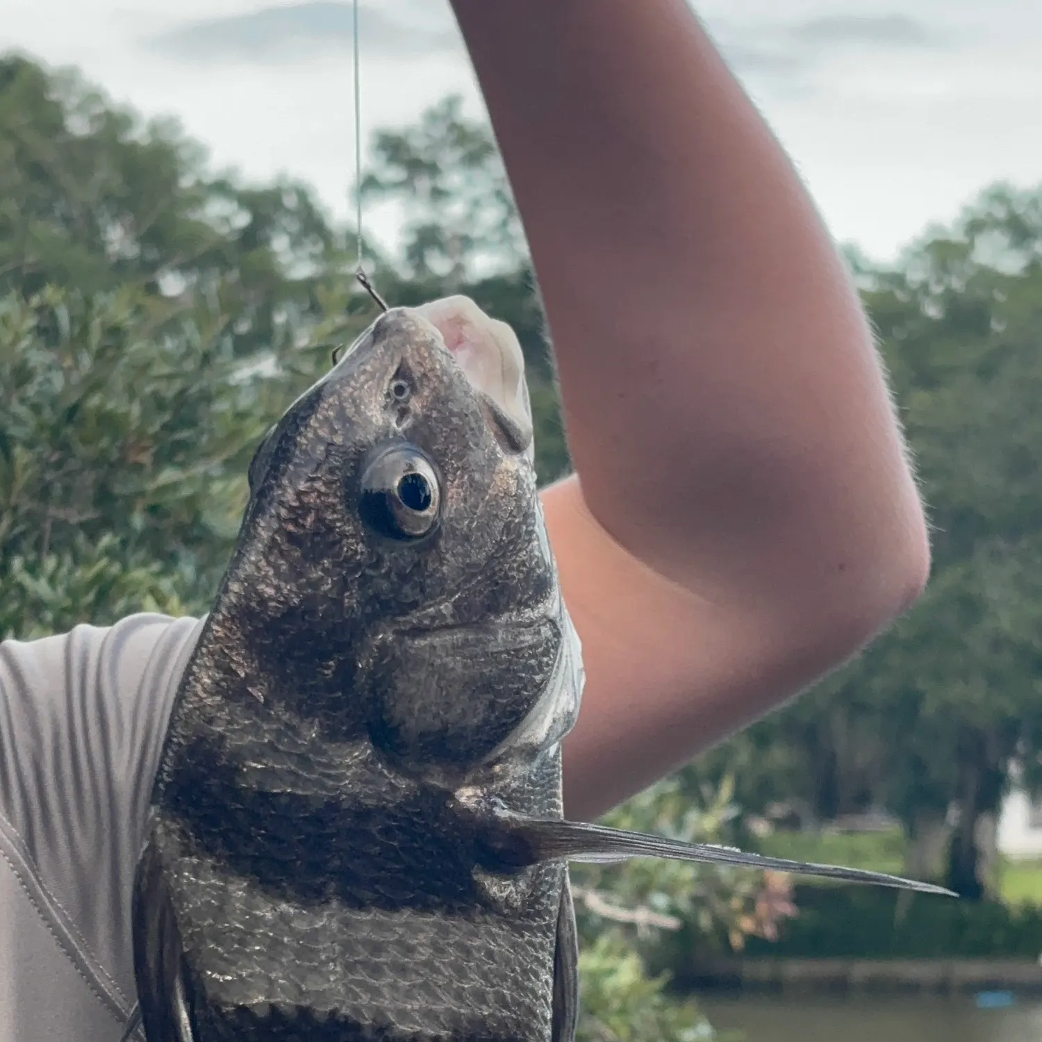 Black drum caught on Fishbrain
