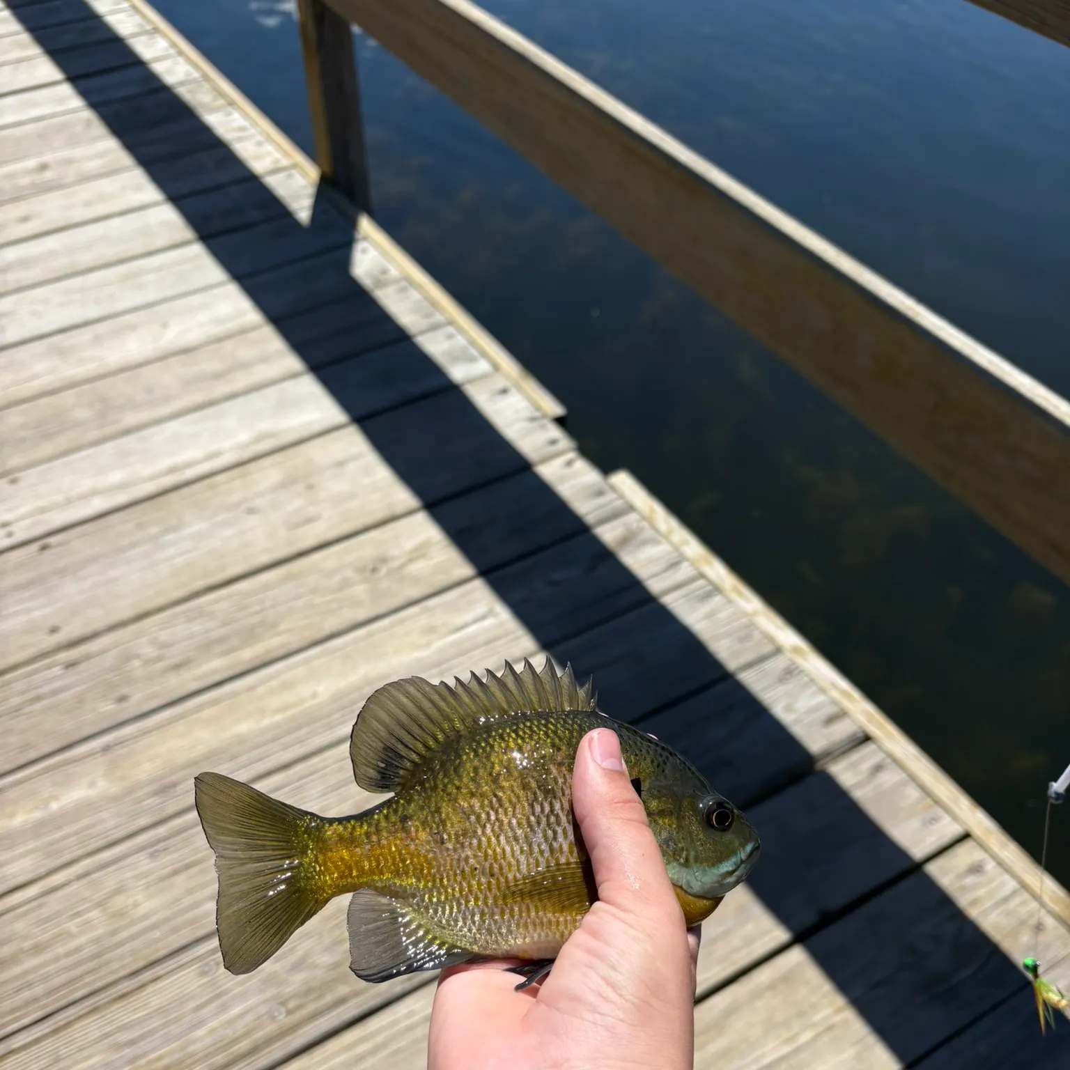 The most recent Bluegill catches on Fishbrain