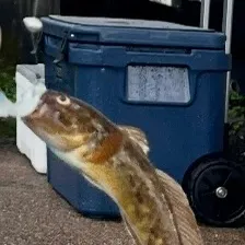 Round goby caught on Fishbrain