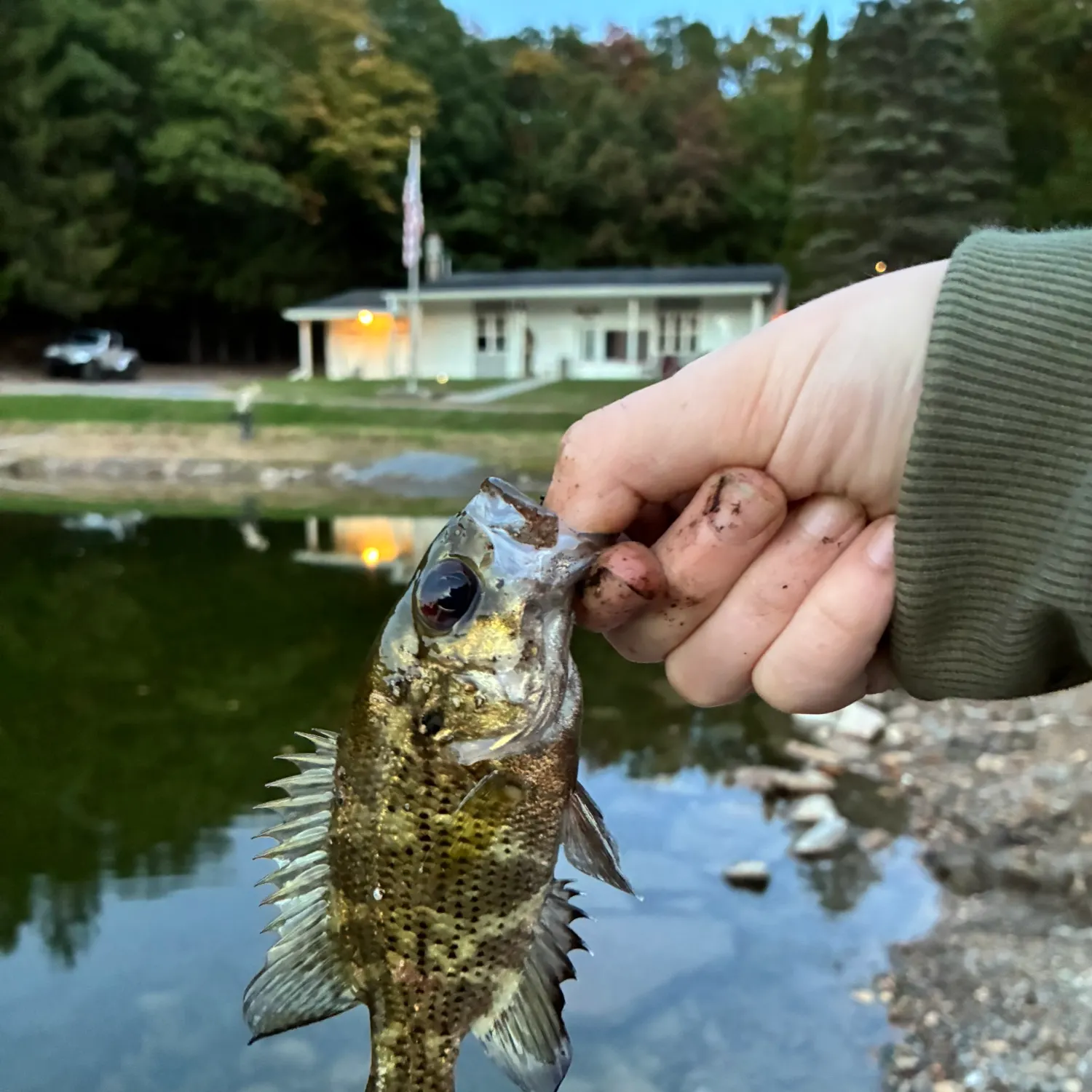 Rock bass caught on Fishbrain