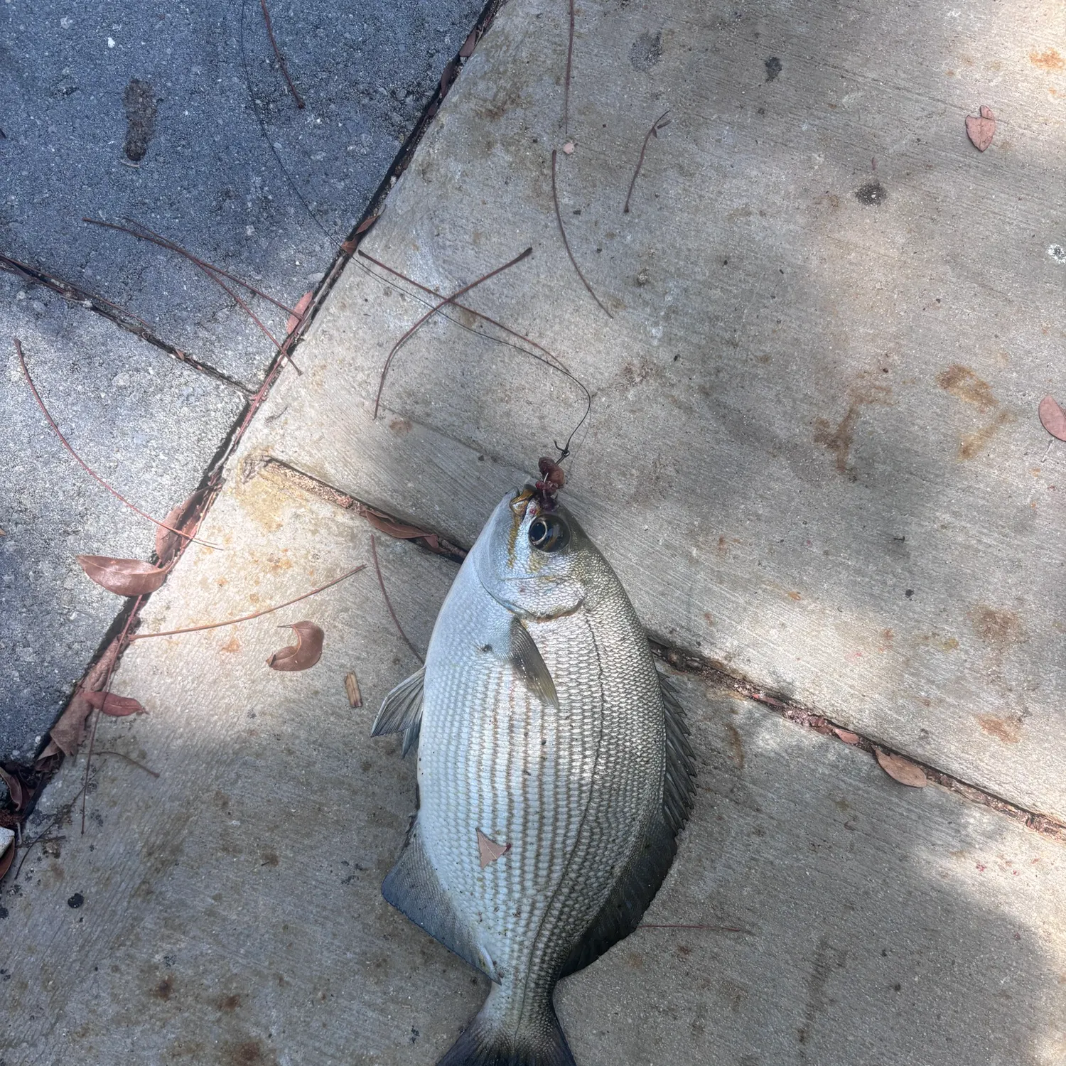 The most recent Bermuda sea chub catches on Fishbrain