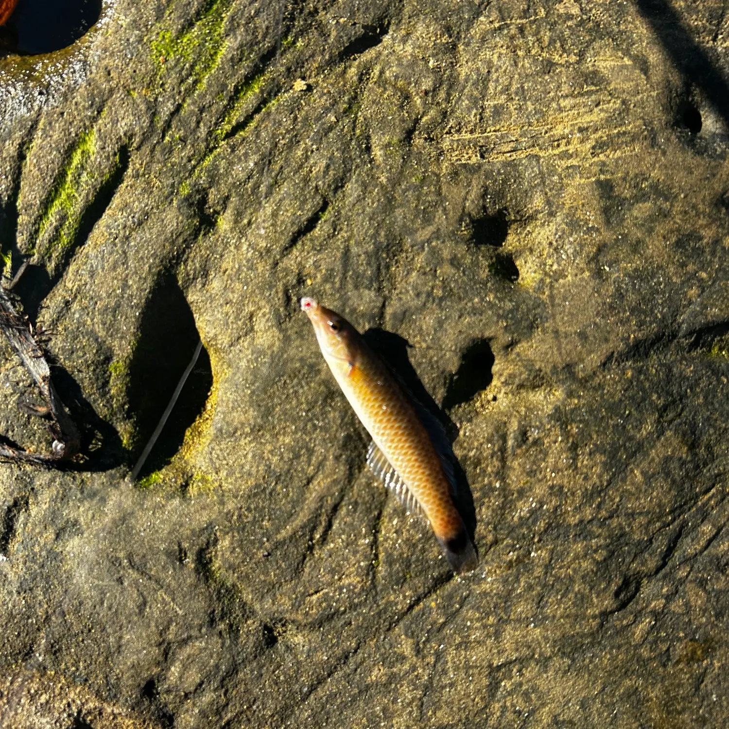 The most recent Señorita catches on Fishbrain