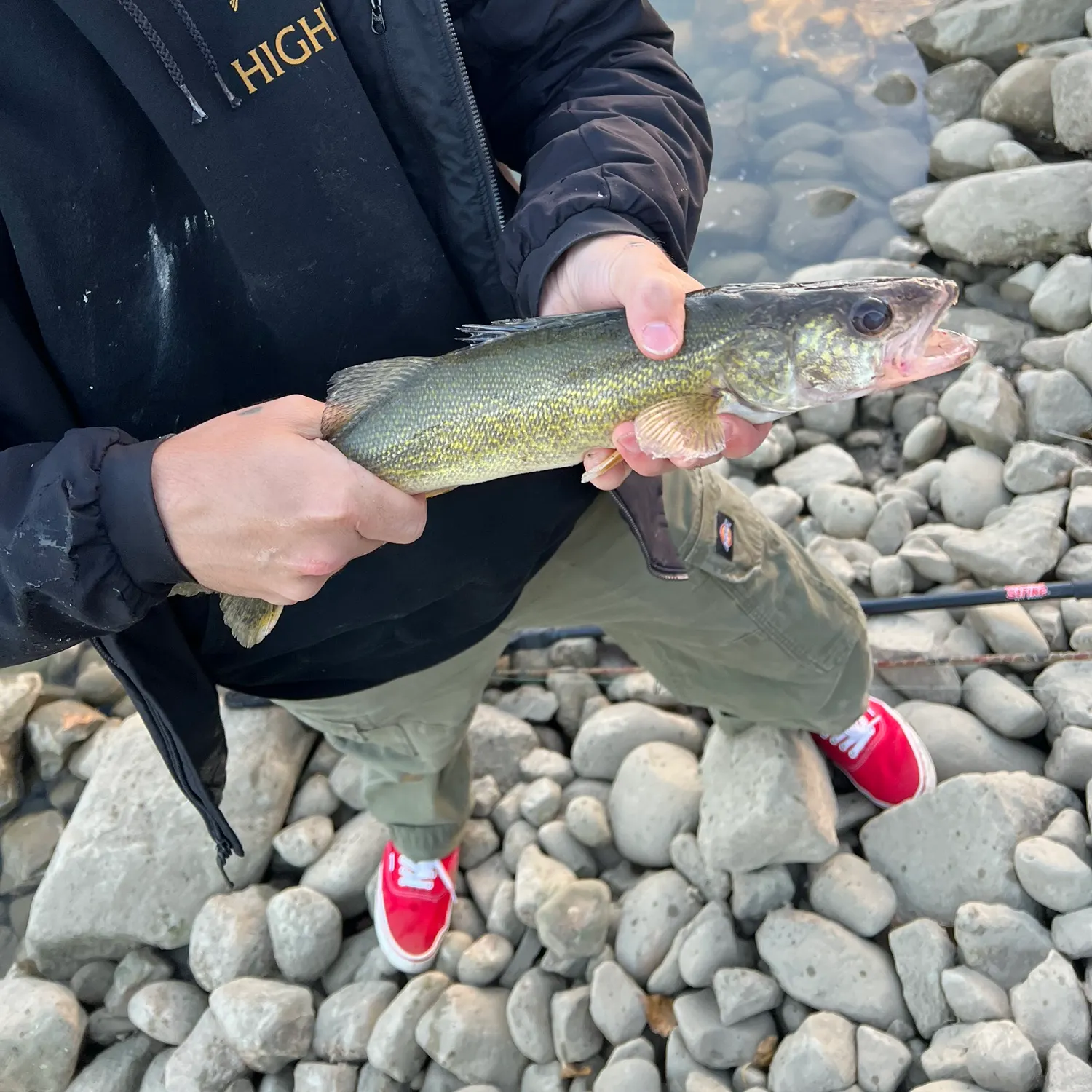 Walleye caught on Fishbrain