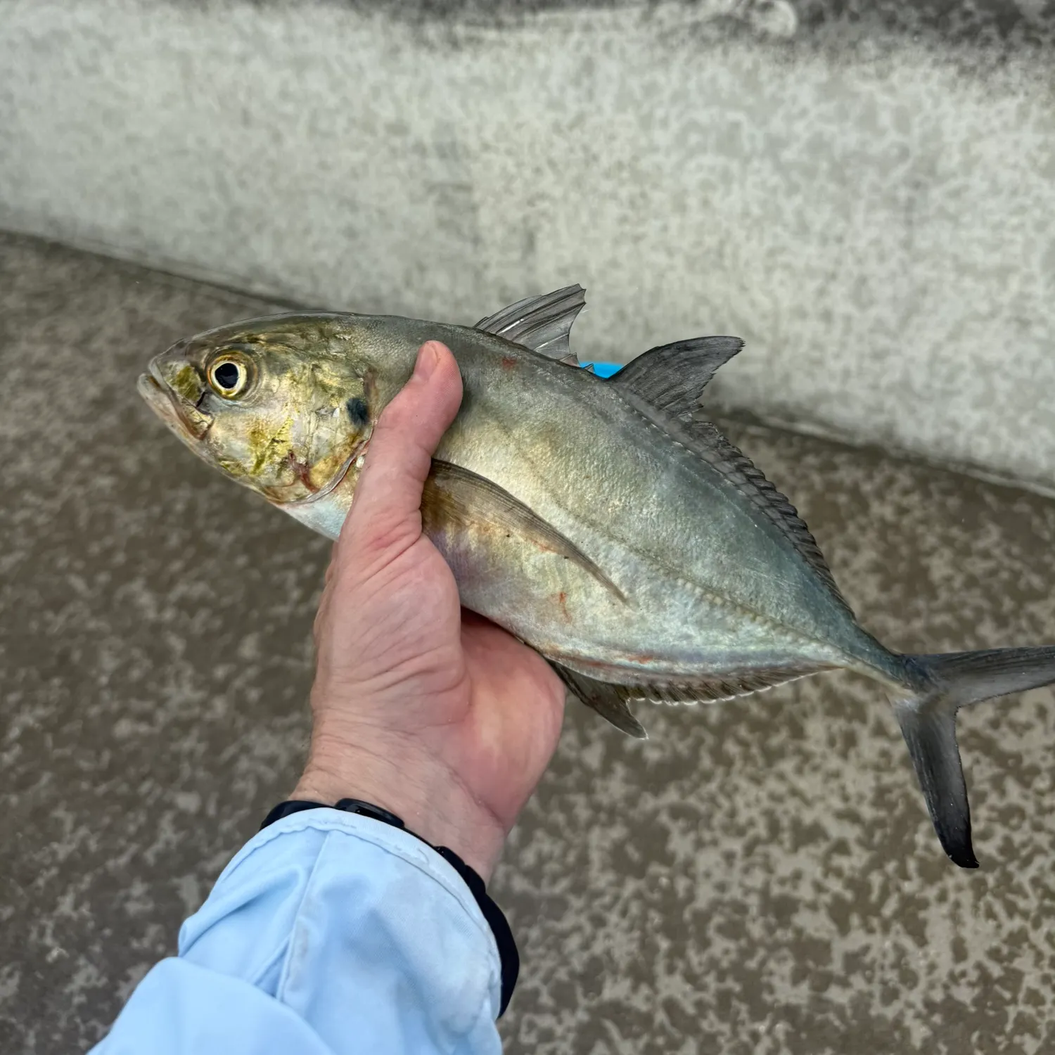 Blue runner caught on Fishbrain