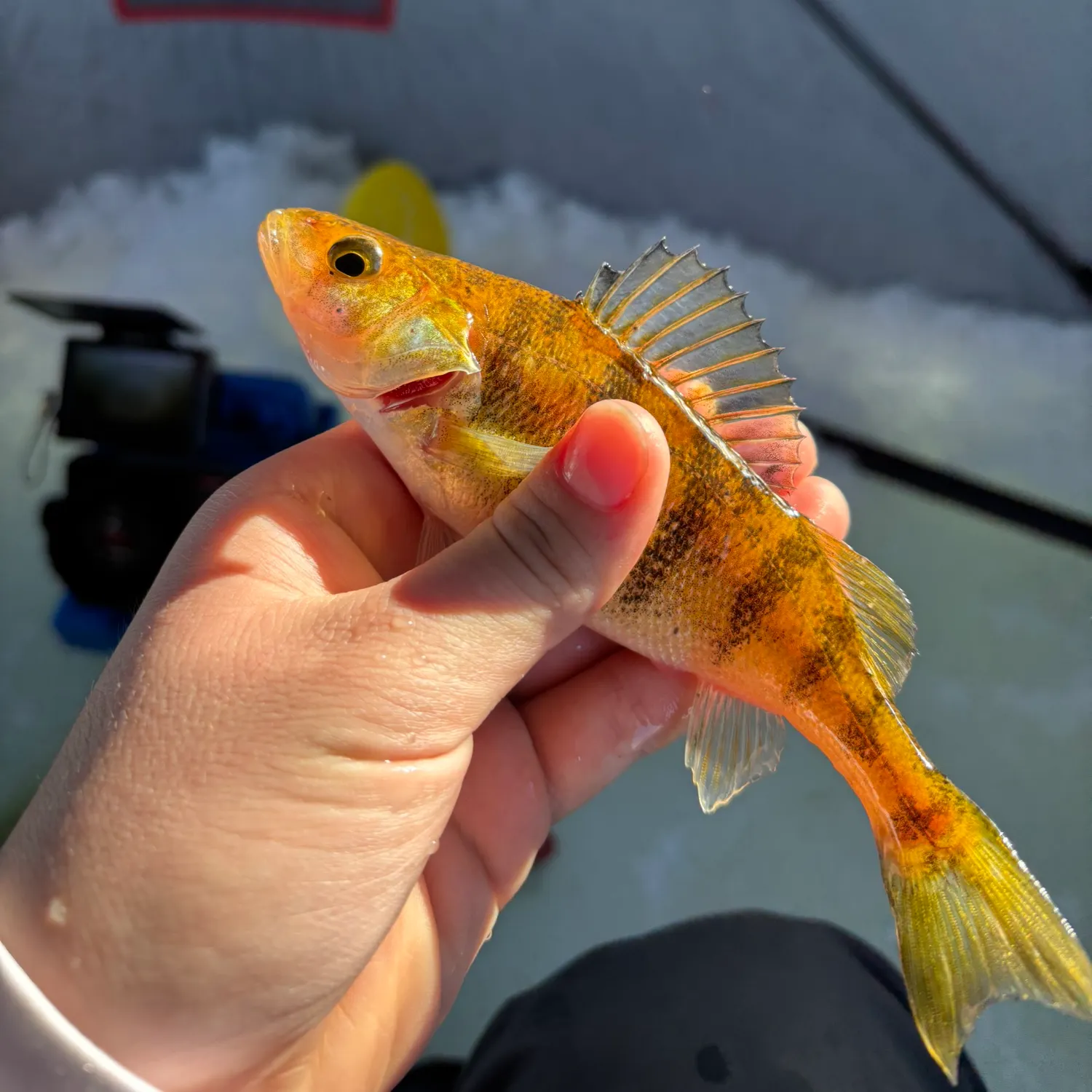 The most recent Yellow perch catches on Fishbrain