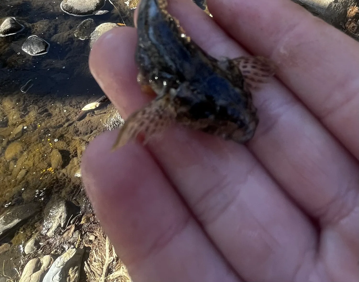 Longspined bullhead