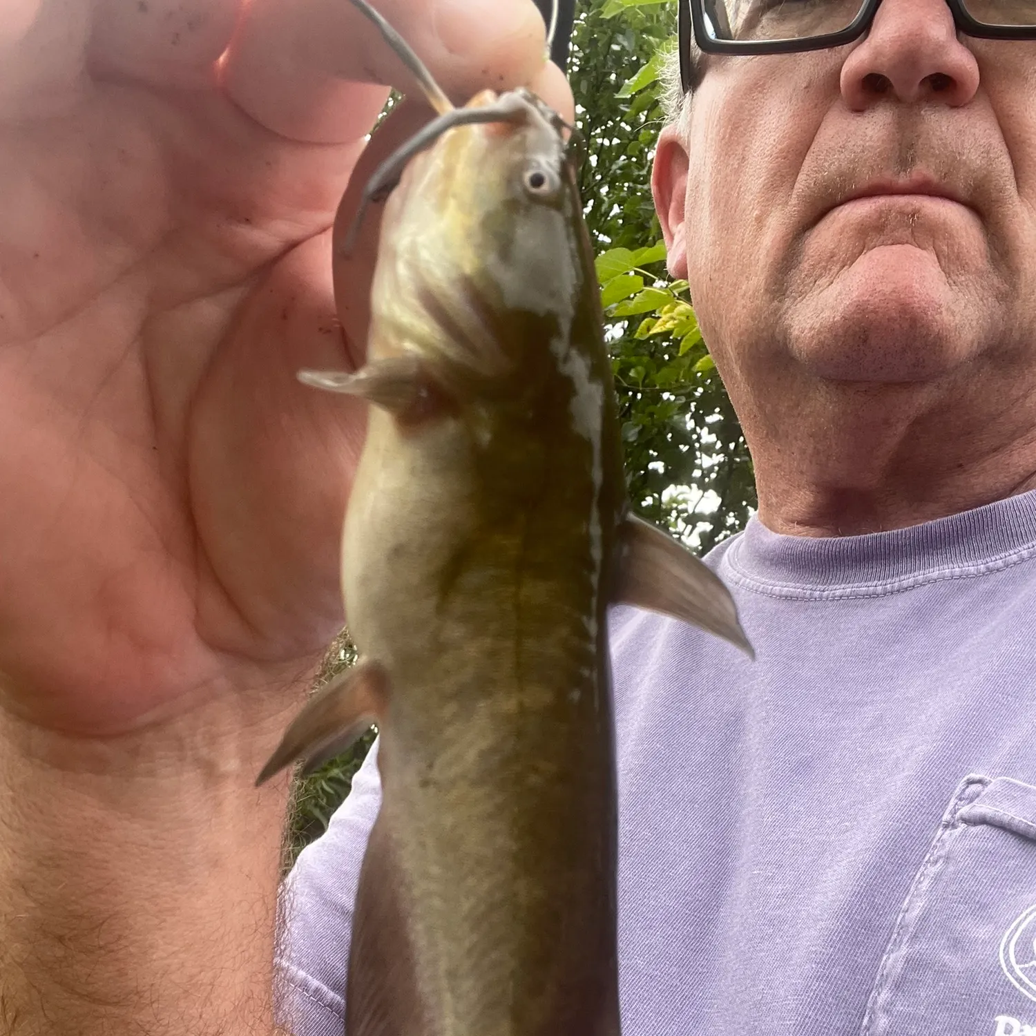 Channel catfish caught on Fishbrain