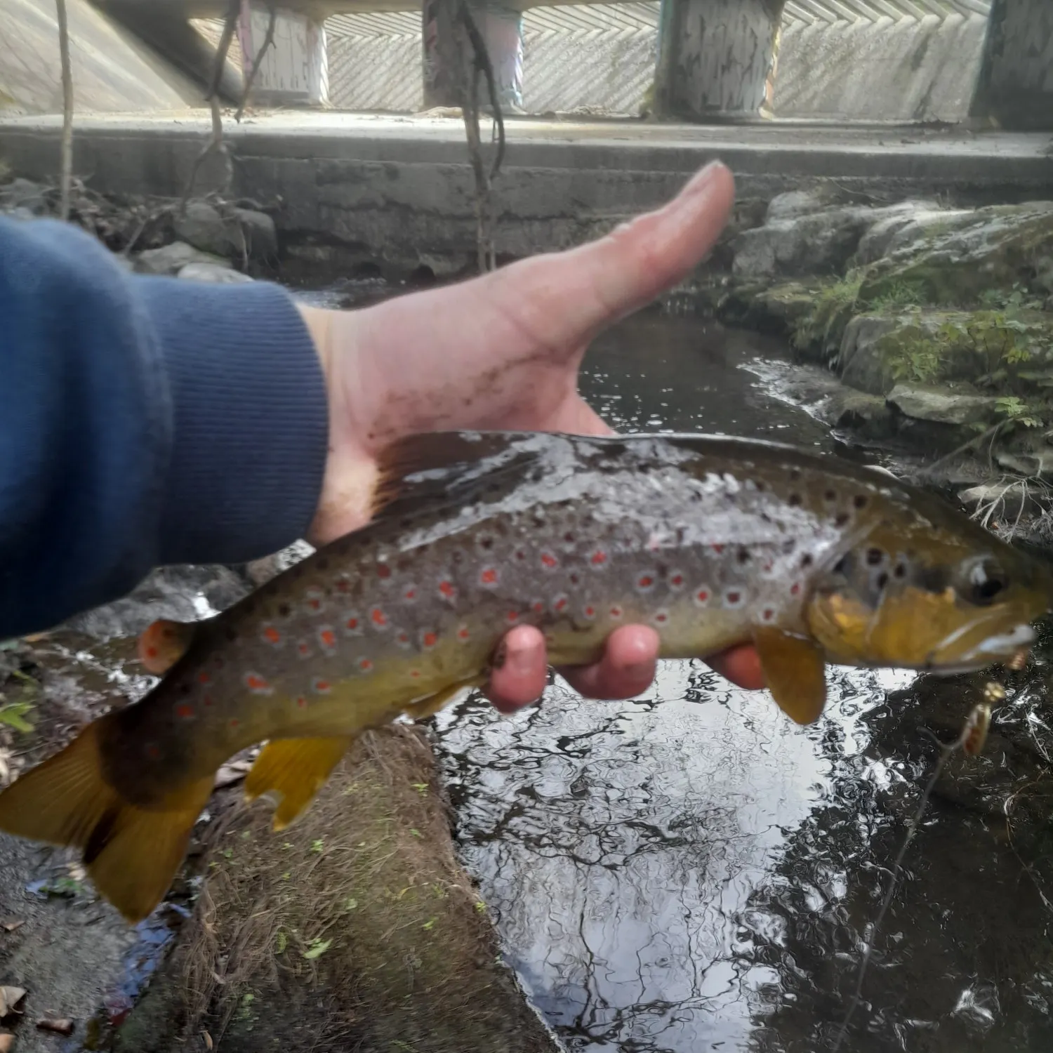 Brown trout caught on Fishbrain