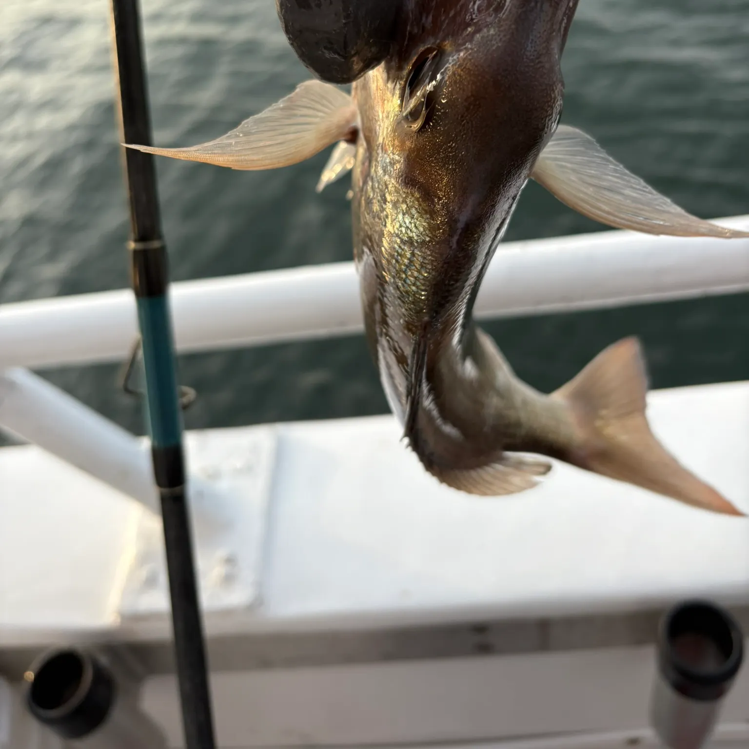 The most recent Silver porgy catches on Fishbrain