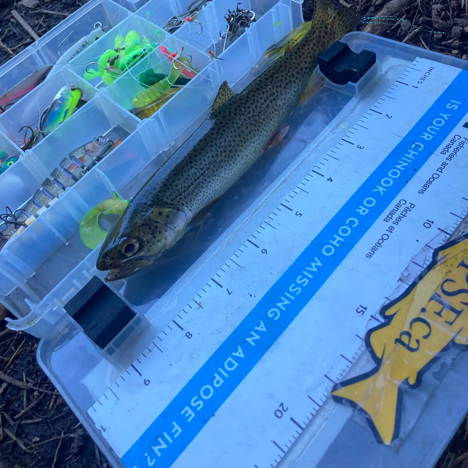 Coastal cutthroat trout caught on Fishbrain