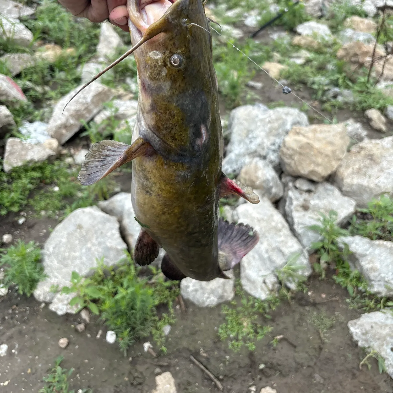 Flathead catfish caught on Fishbrain