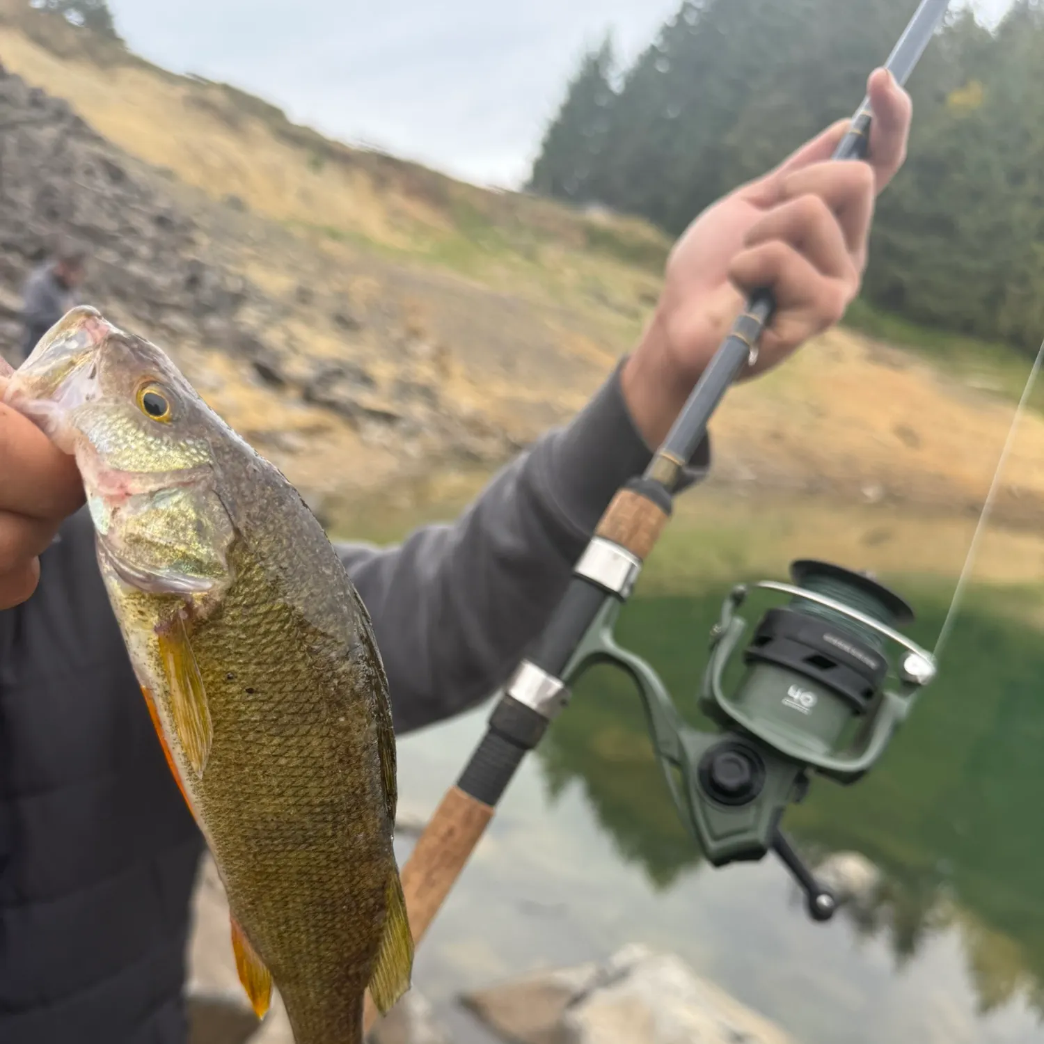 Yellow perch caught on Fishbrain