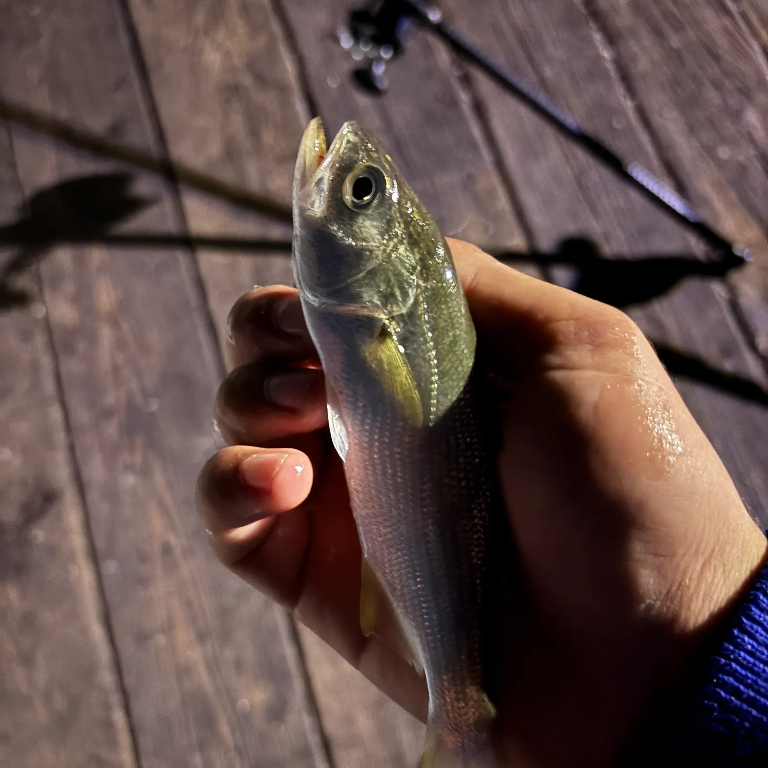 The most recent Queenfish catches on Fishbrain