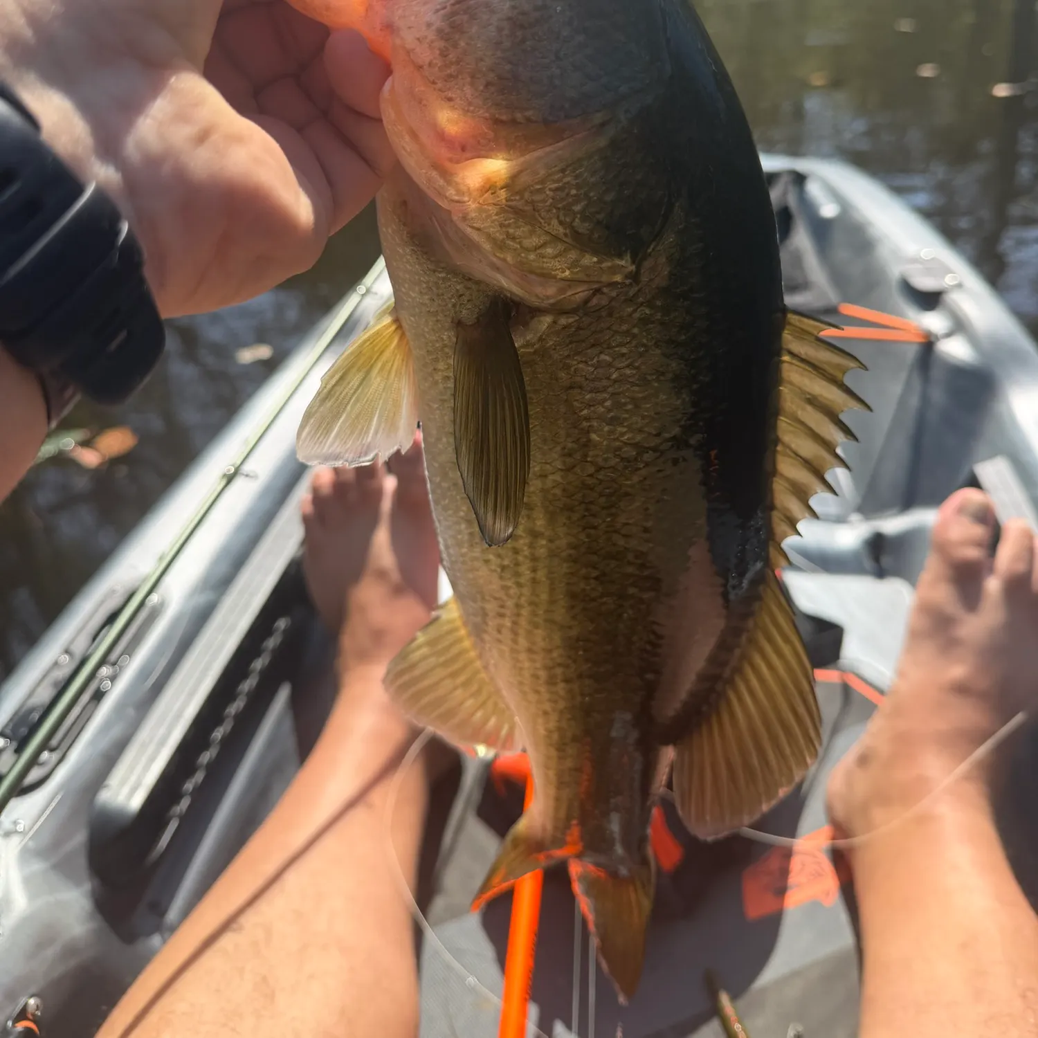 Largemouth bass caught on Fishbrain
