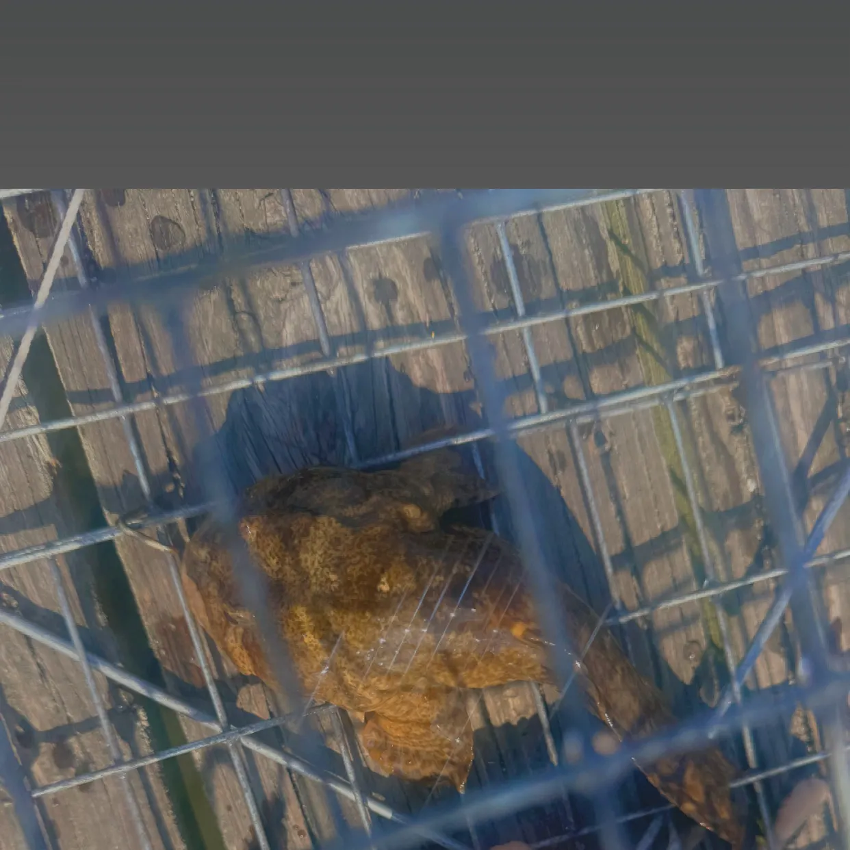 The most recent Brown rockfish catches on Fishbrain