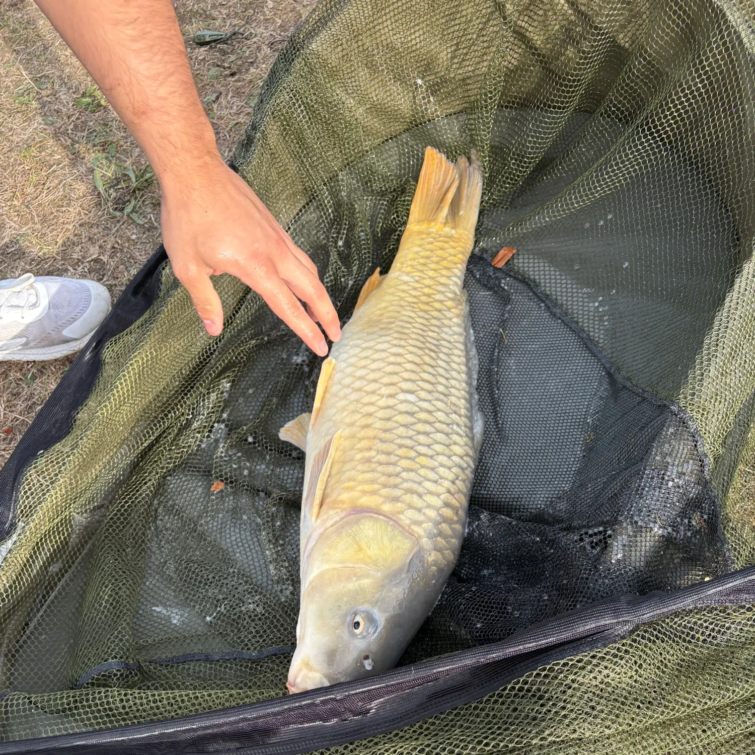 Common carp caught on Fishbrain