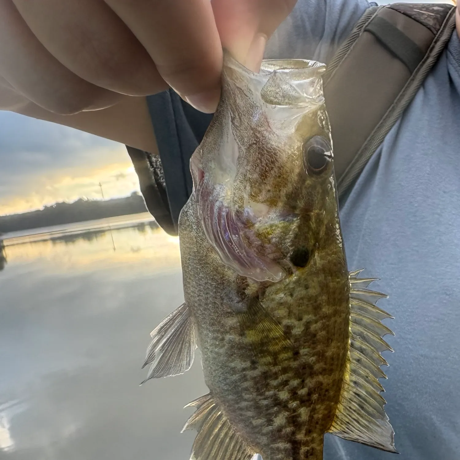 Warmouth caught on Fishbrain