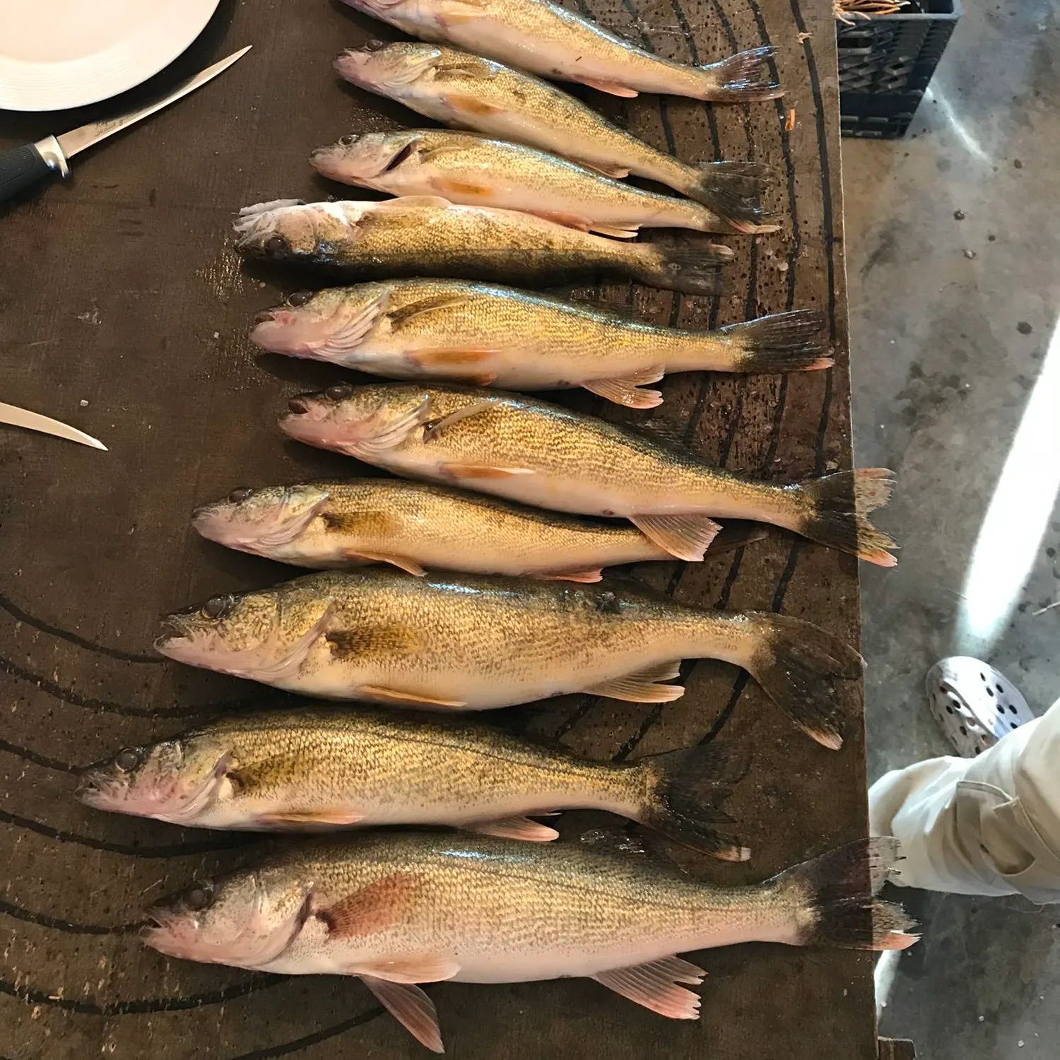 recently logged catches