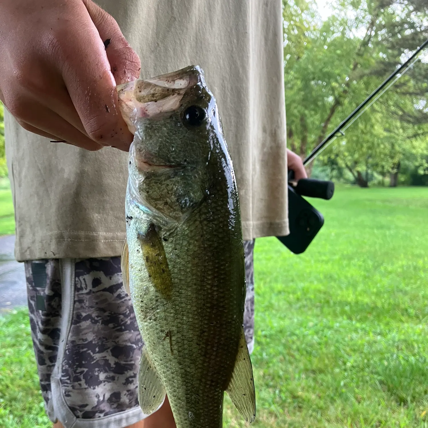 Largemouth bass caught on Fishbrain