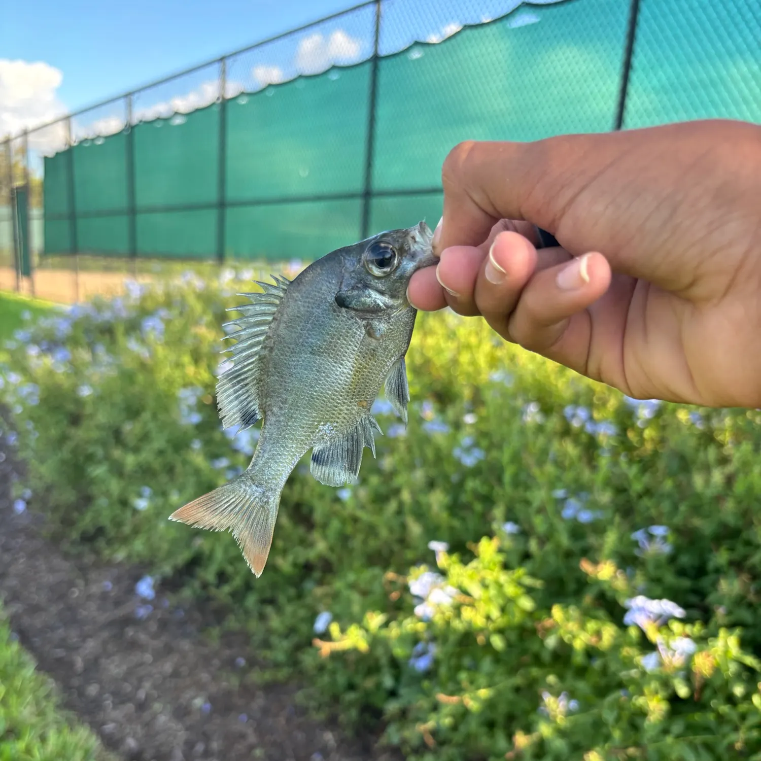 Bluegill caught on Fishbrain