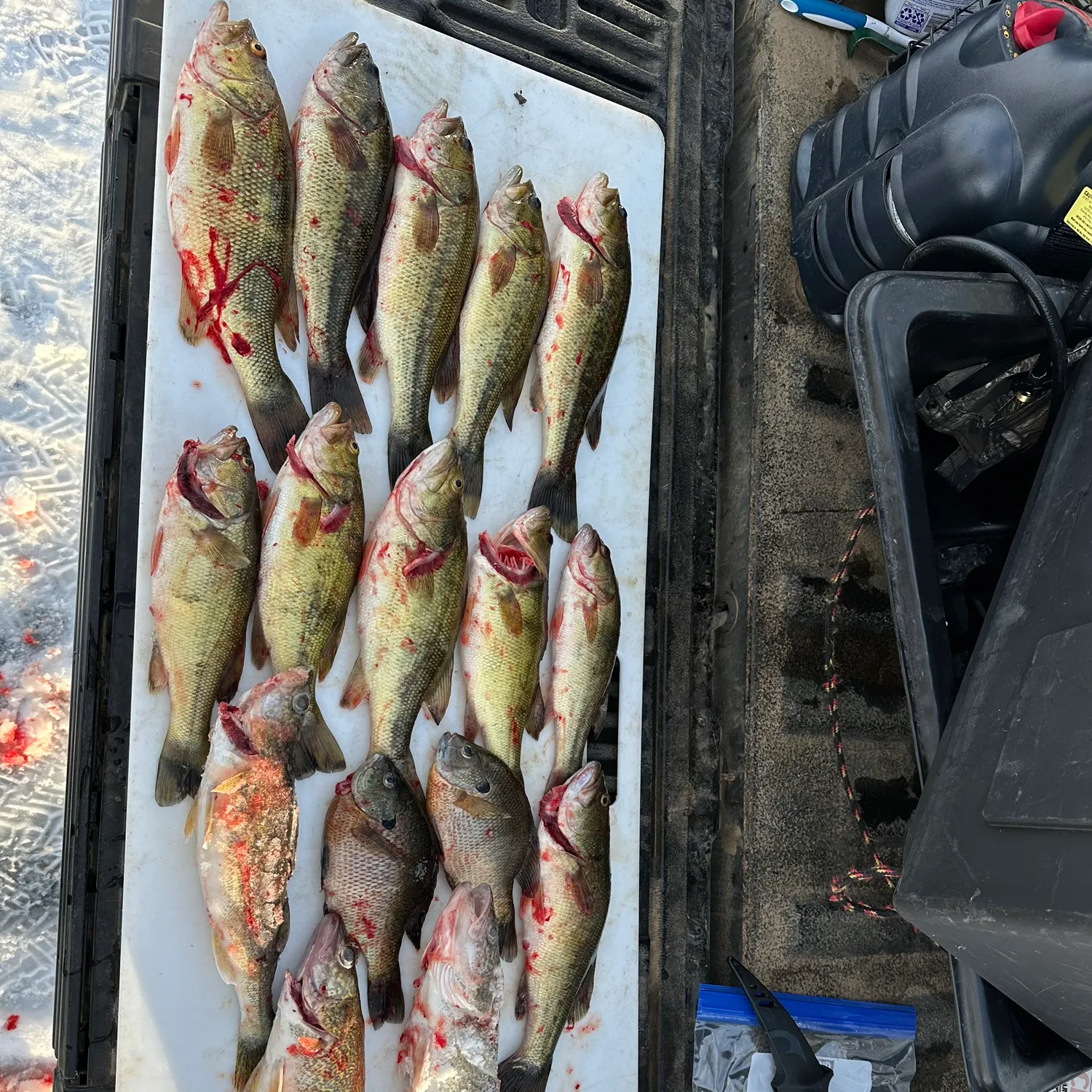 recently logged catches