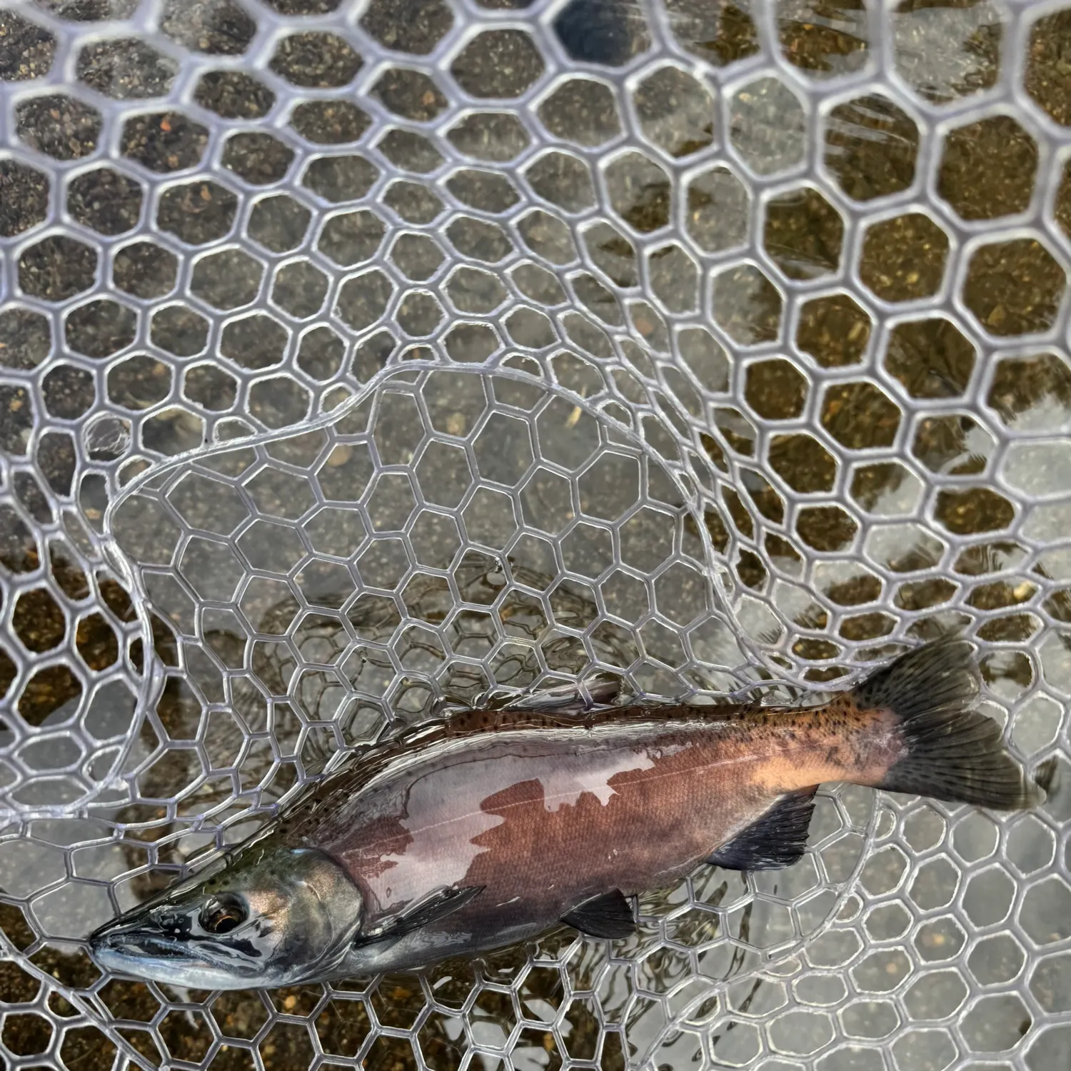 Kokanee salmon caught on Fishbrain