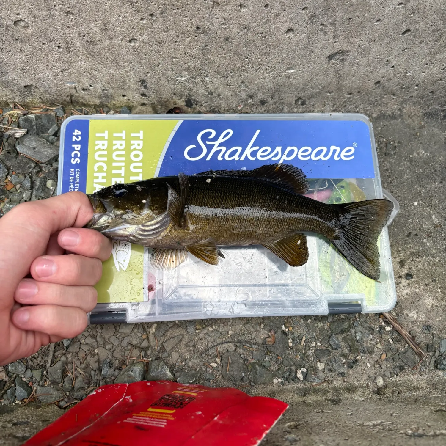 Smallmouth bass caught on Fishbrain