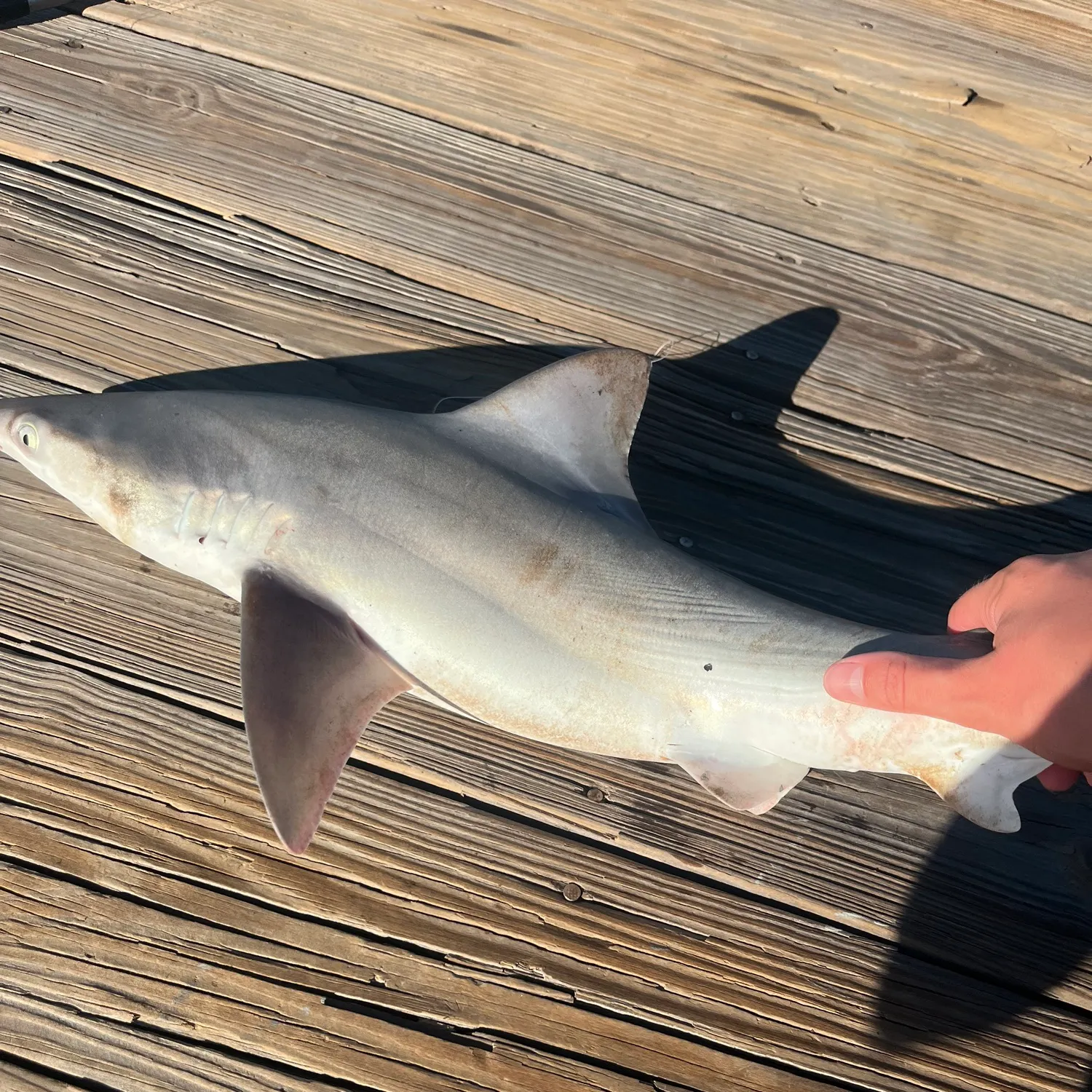 Blacktip shark caught on Fishbrain