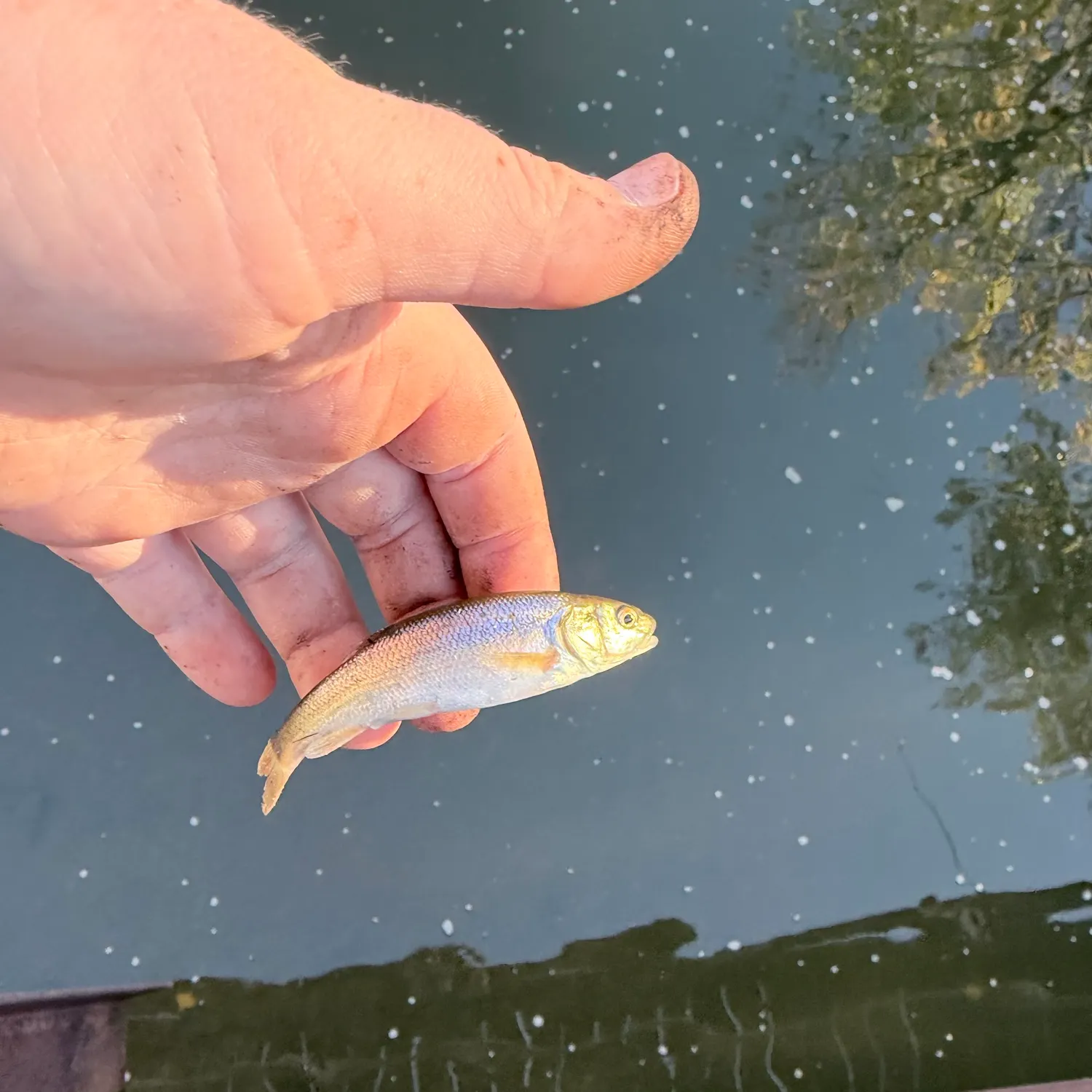 Mountain whitefish caught on Fishbrain