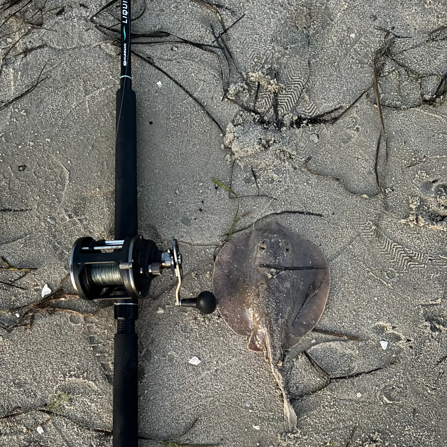 The most recent Haller's round ray catches on Fishbrain
