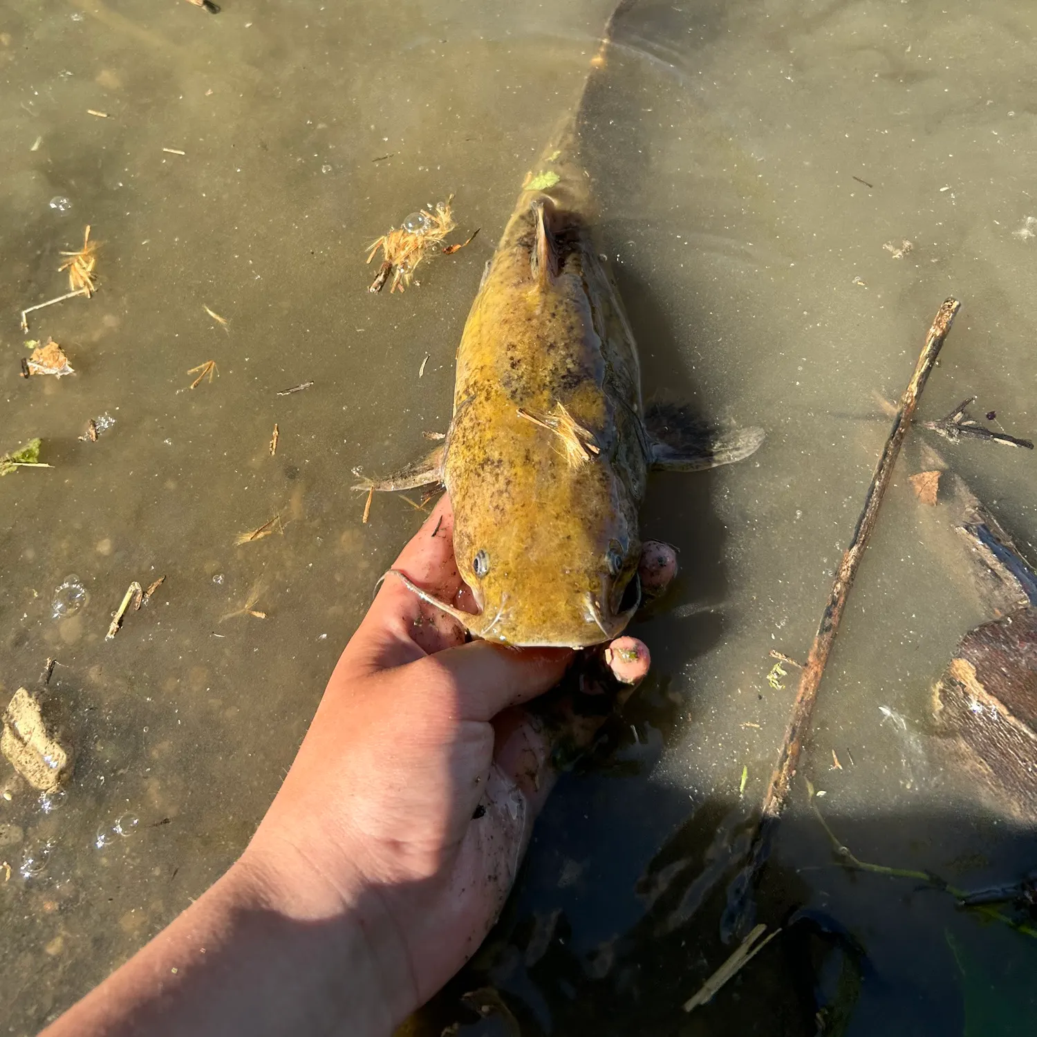 catch