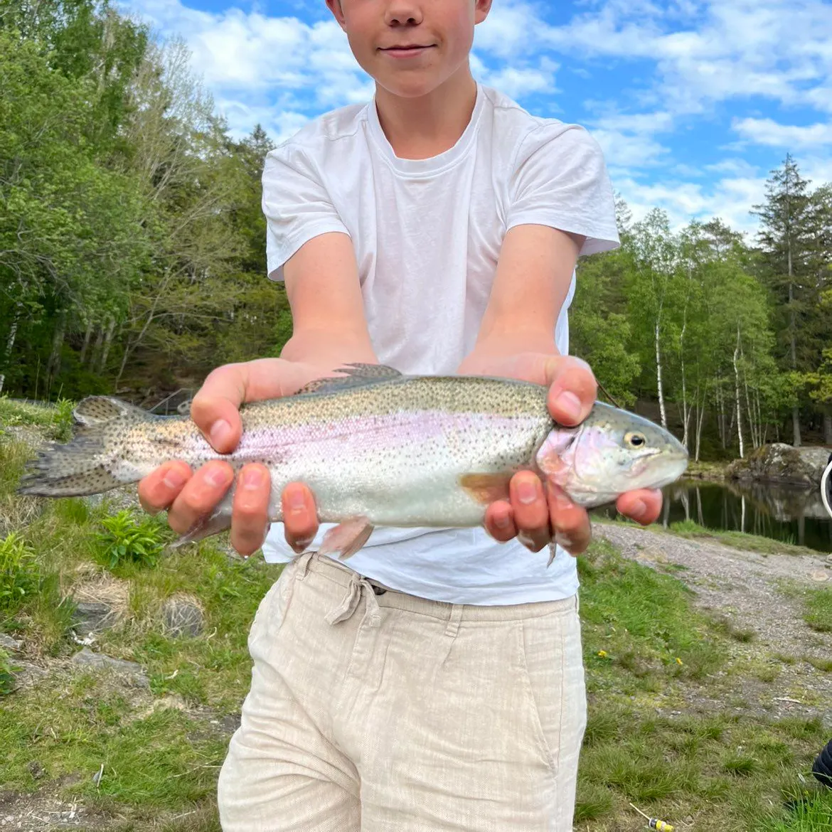 Rainbow trout caught on Fishbrain