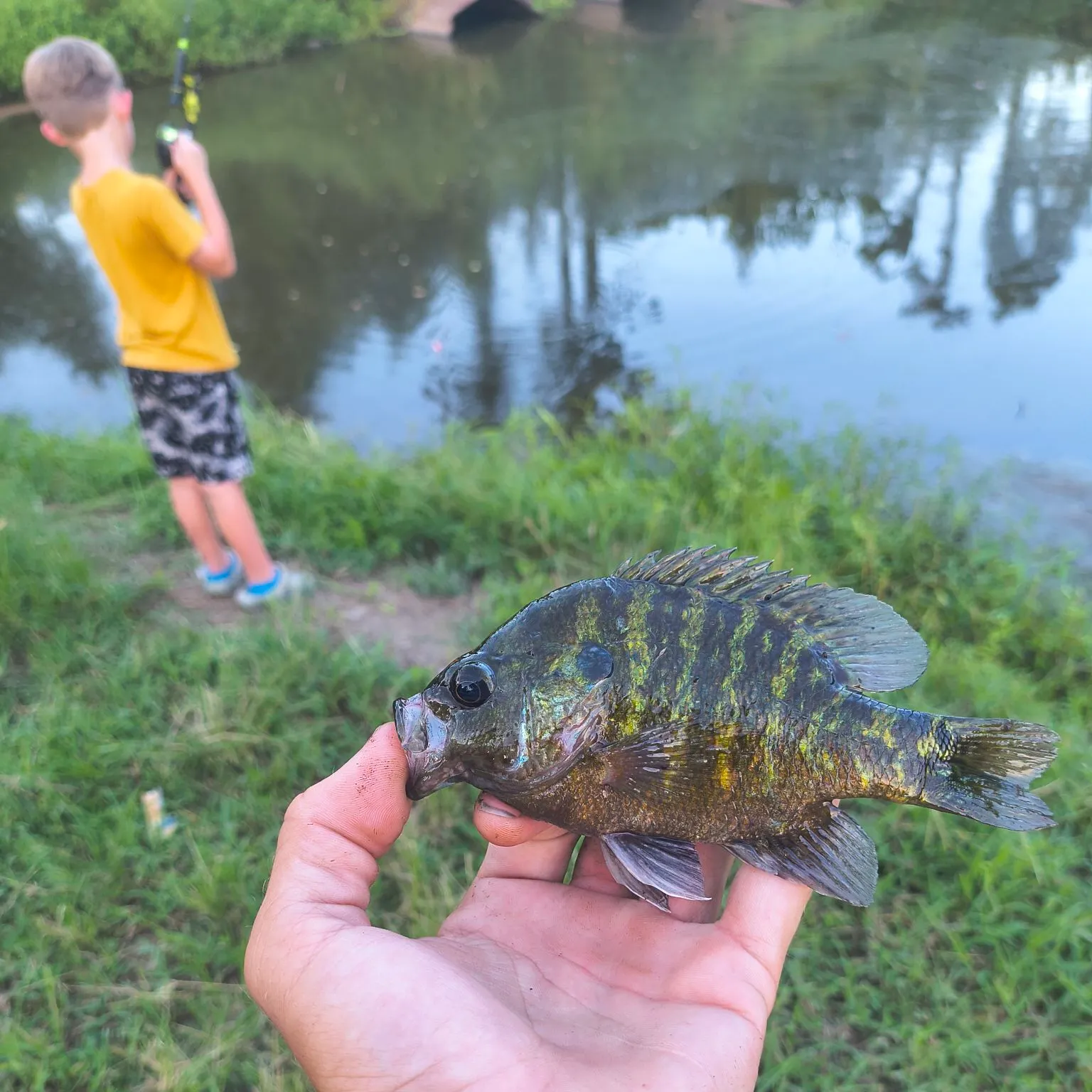 Wargill hybrid caught on Fishbrain