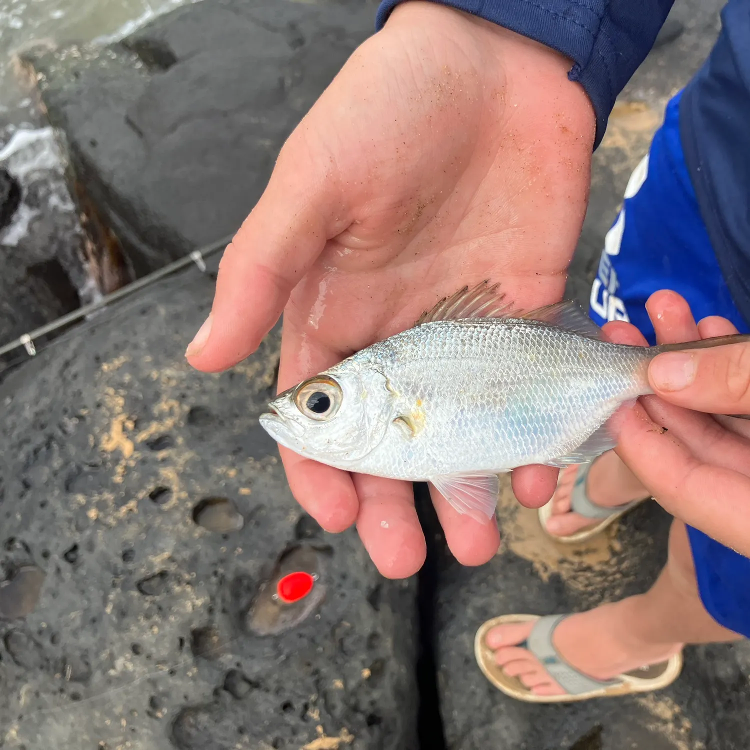 The most recent Silver perch catches on Fishbrain