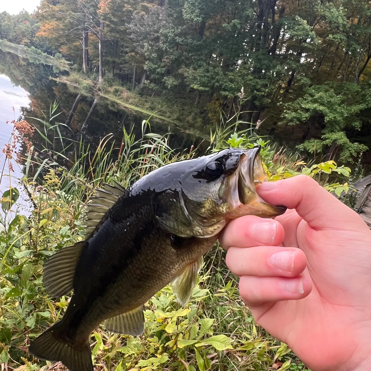 Largemouth bass caught on Fishbrain