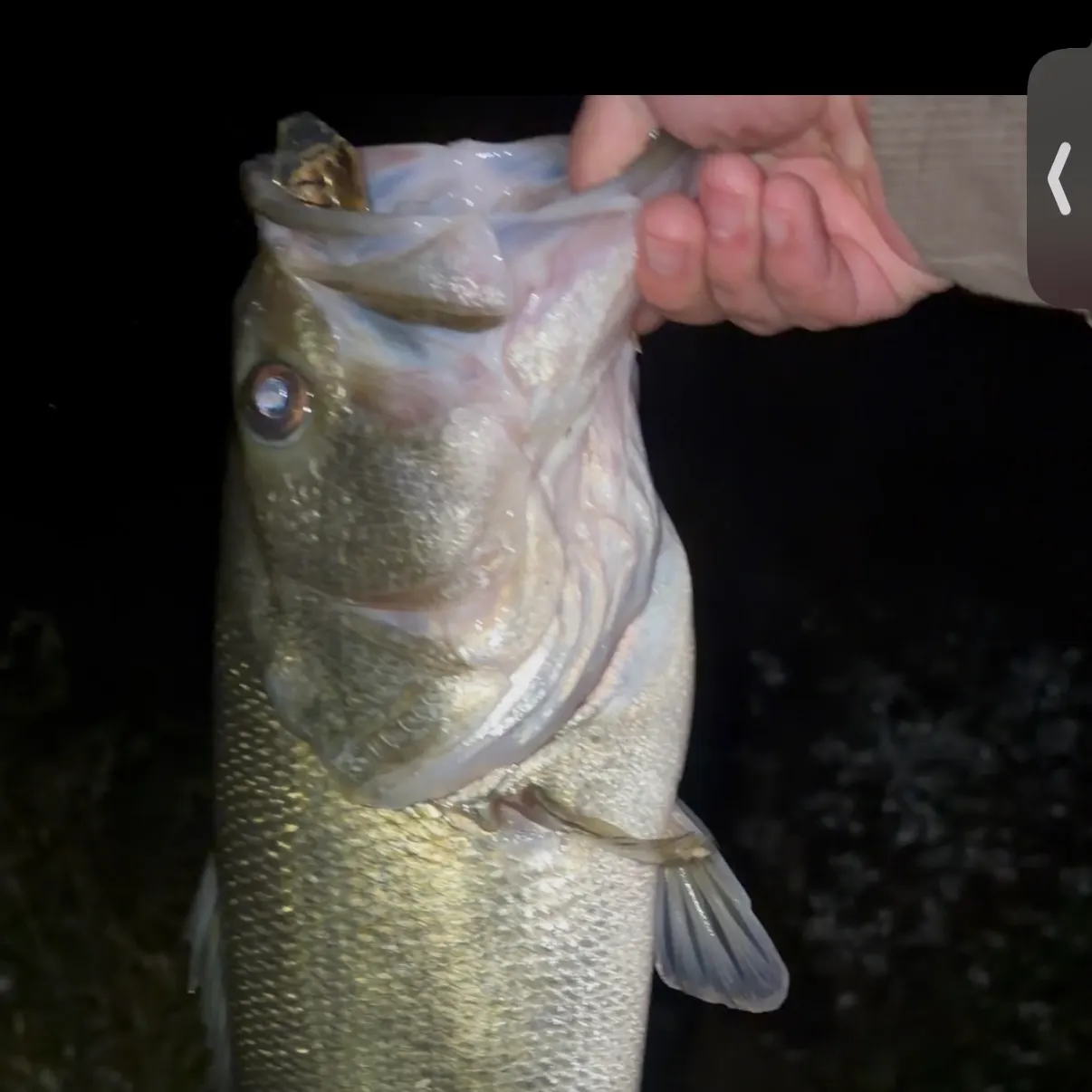 Largemouth bass caught on Fishbrain