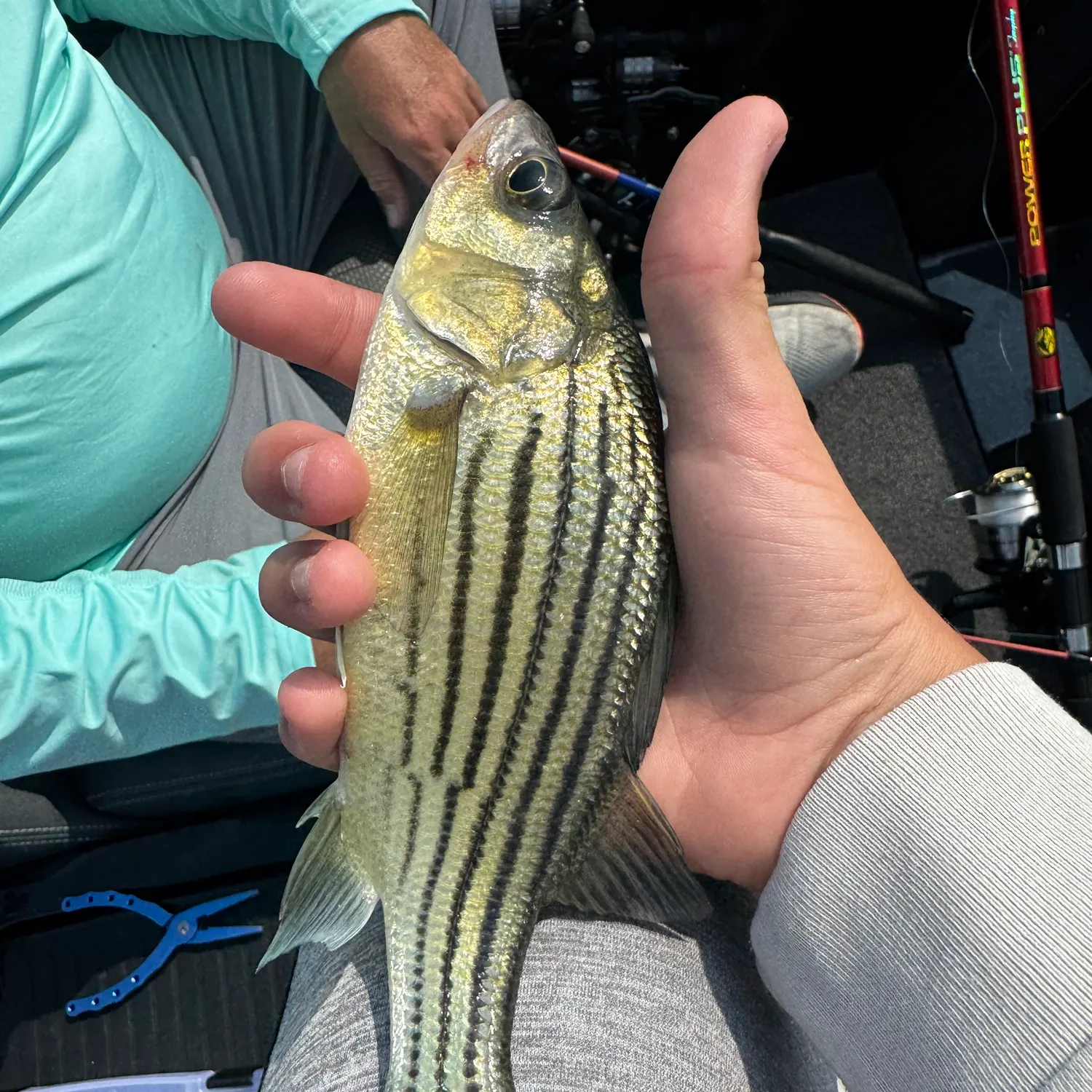 Yellow bass caught on Fishbrain