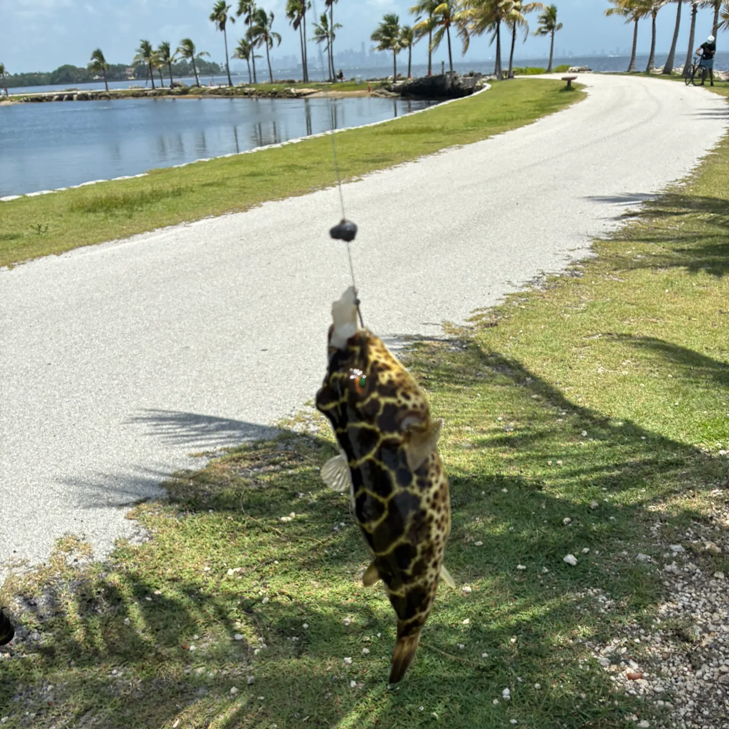 The most recent Milkspotted puffer catches on Fishbrain
