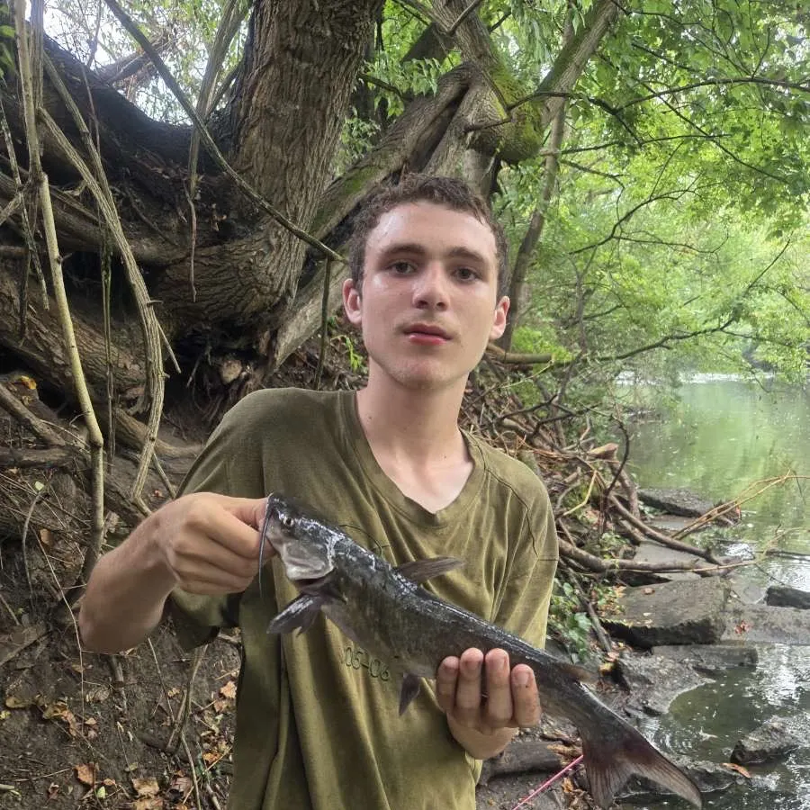 Channel catfish caught on Fishbrain