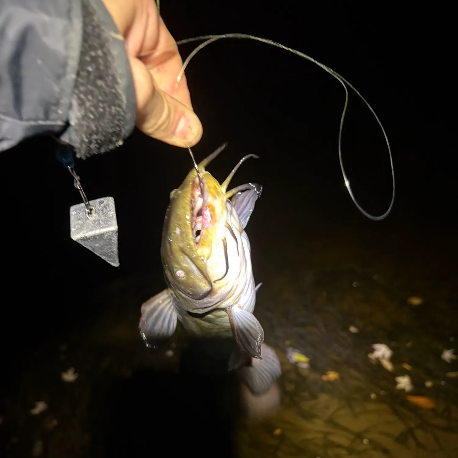 The most recent Brown bullhead catches on Fishbrain