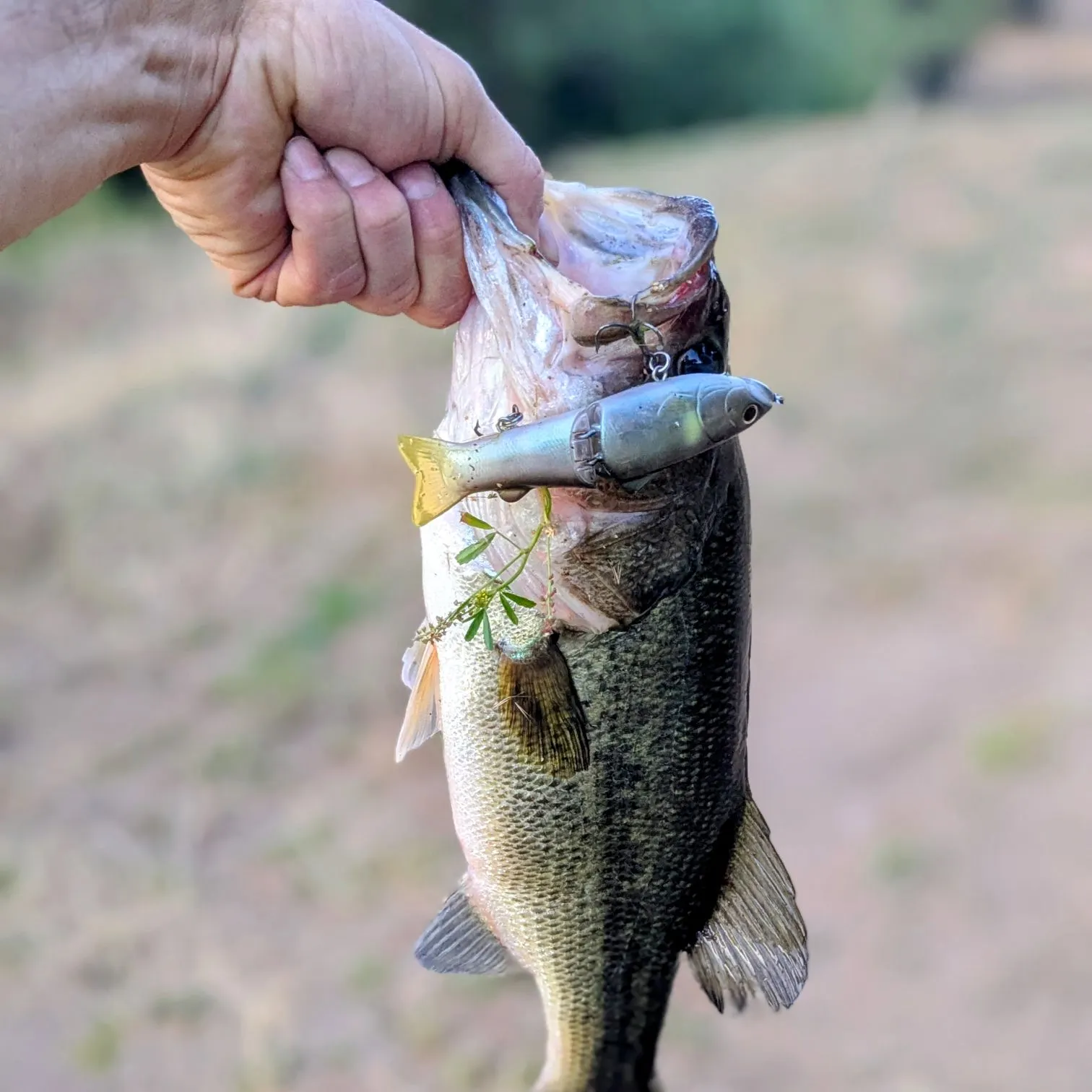 angler catch