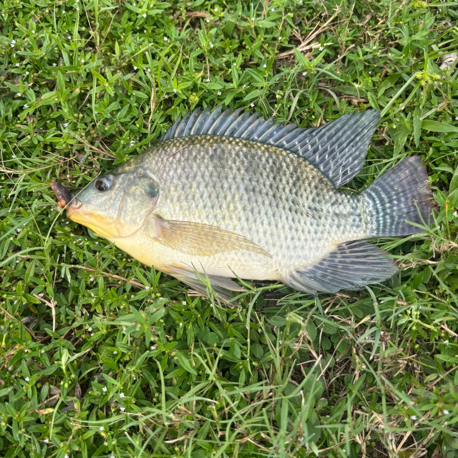 Blue tilapia caught on Fishbrain