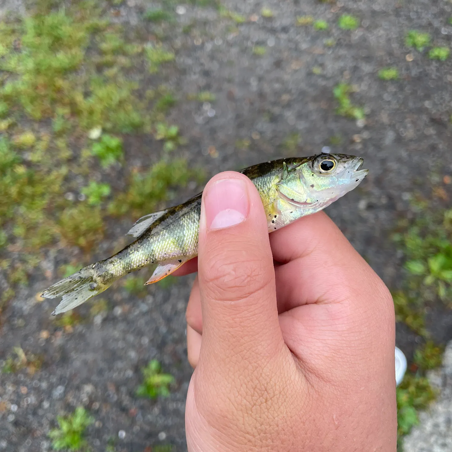 Yellow perch caught on Fishbrain