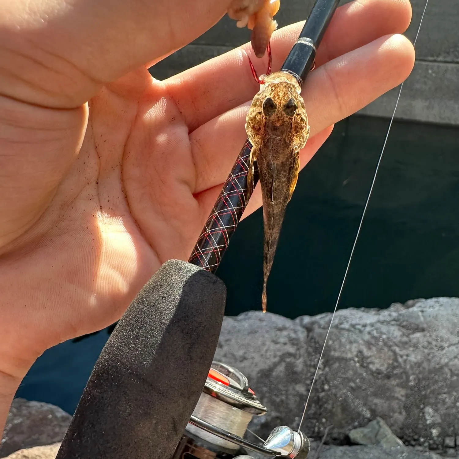 Prickly sculpin caught on Fishbrain